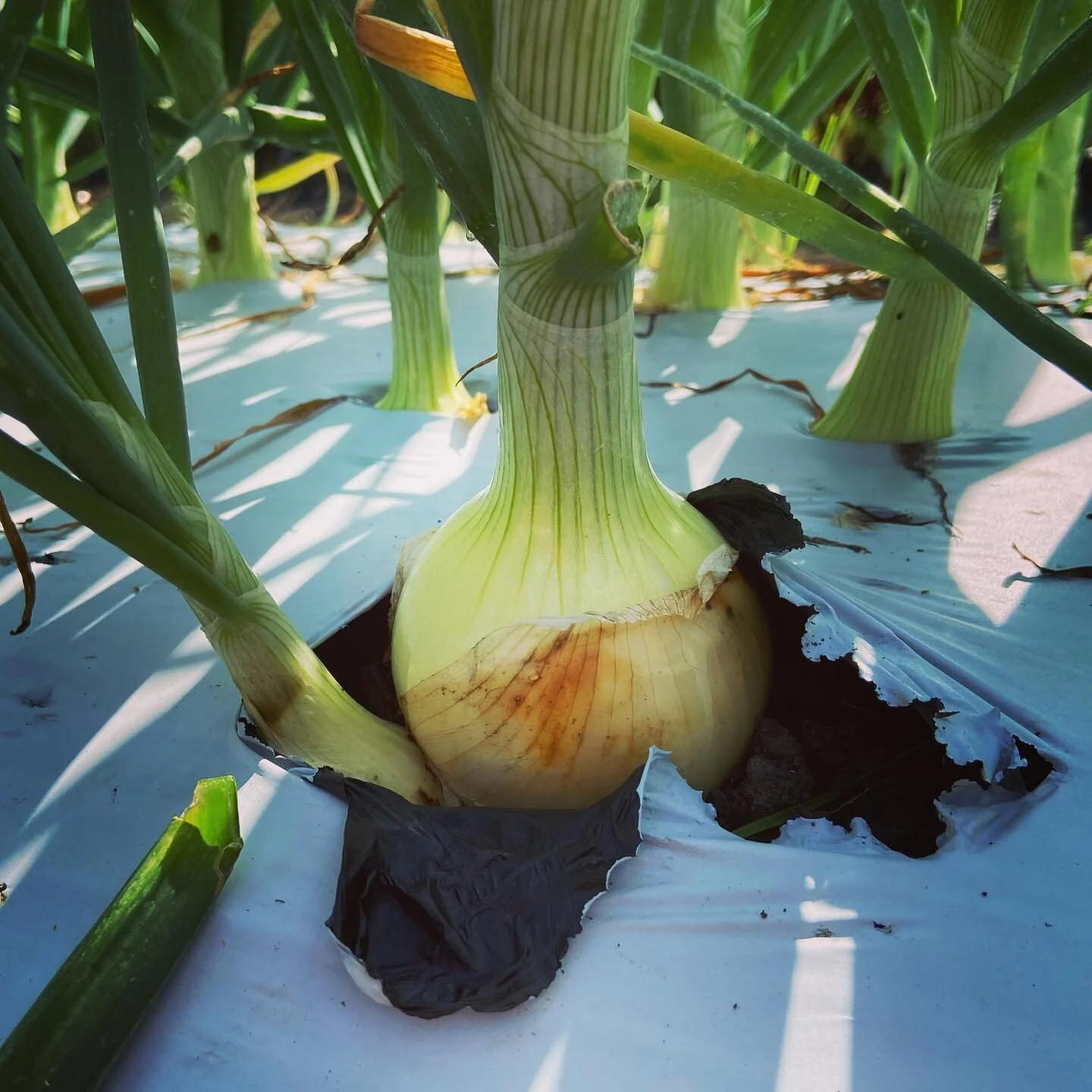 Onions at Pure Land Farm