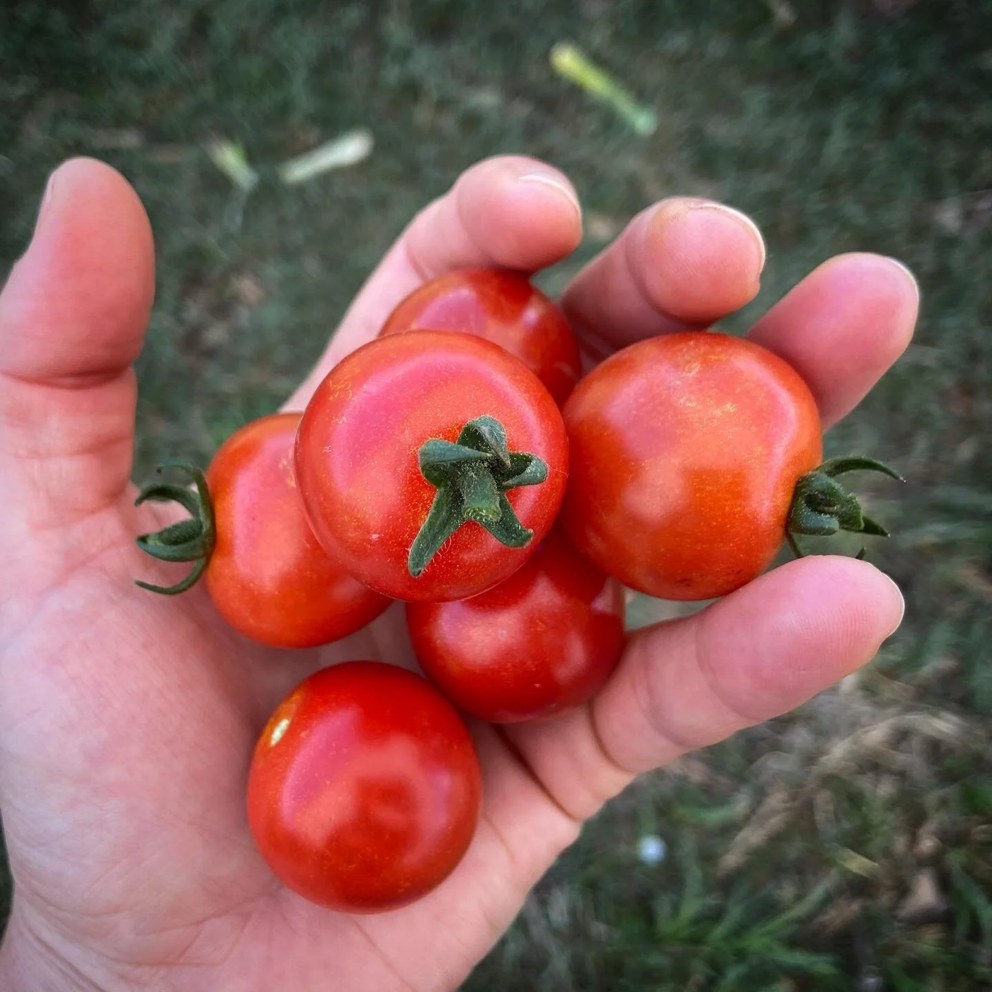 Tomatoes at Pure Land Farm