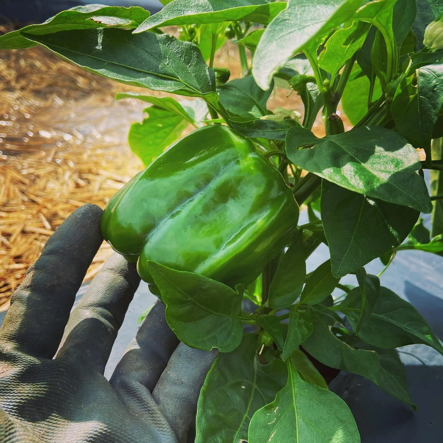 Peppers