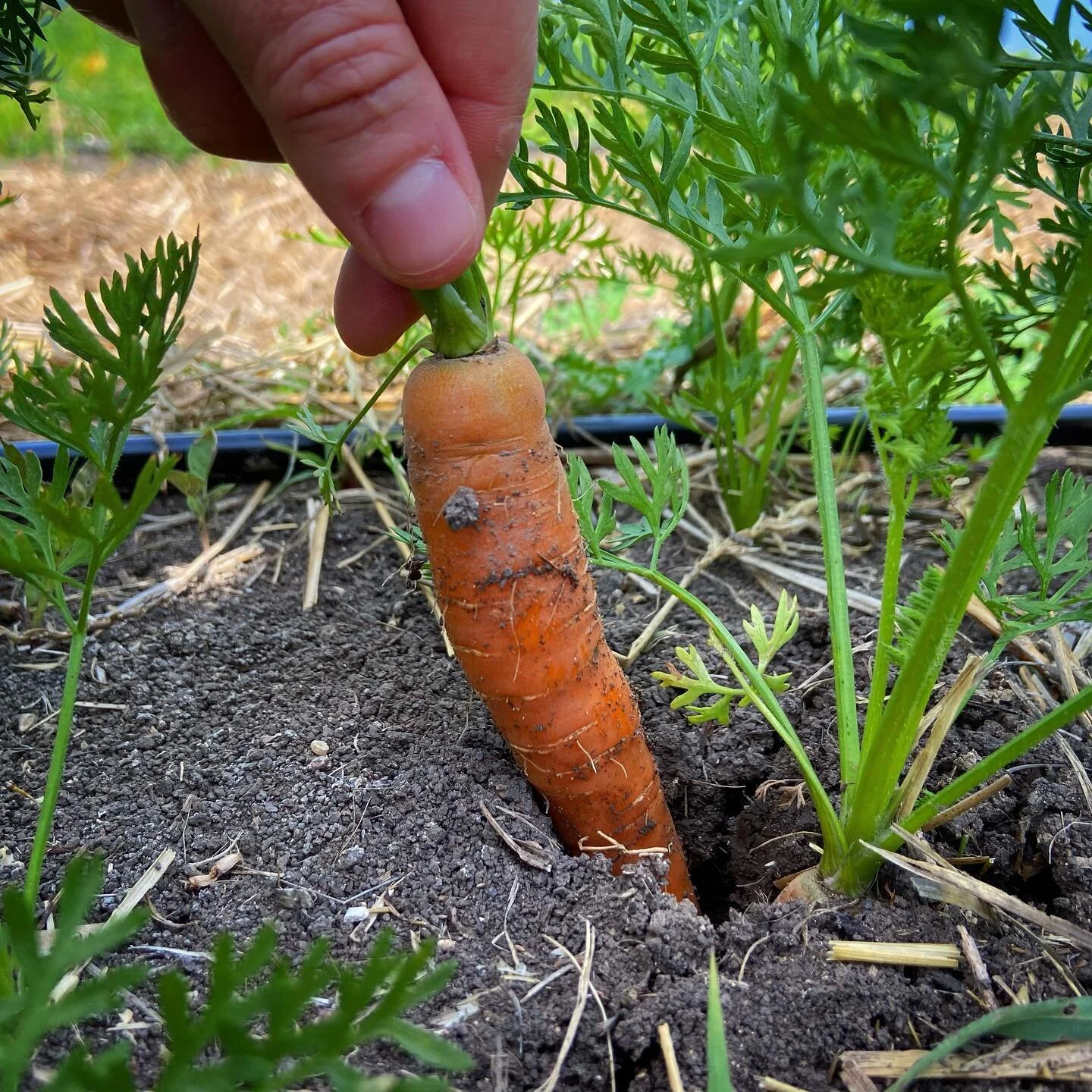Carrots at Pure Land Farm