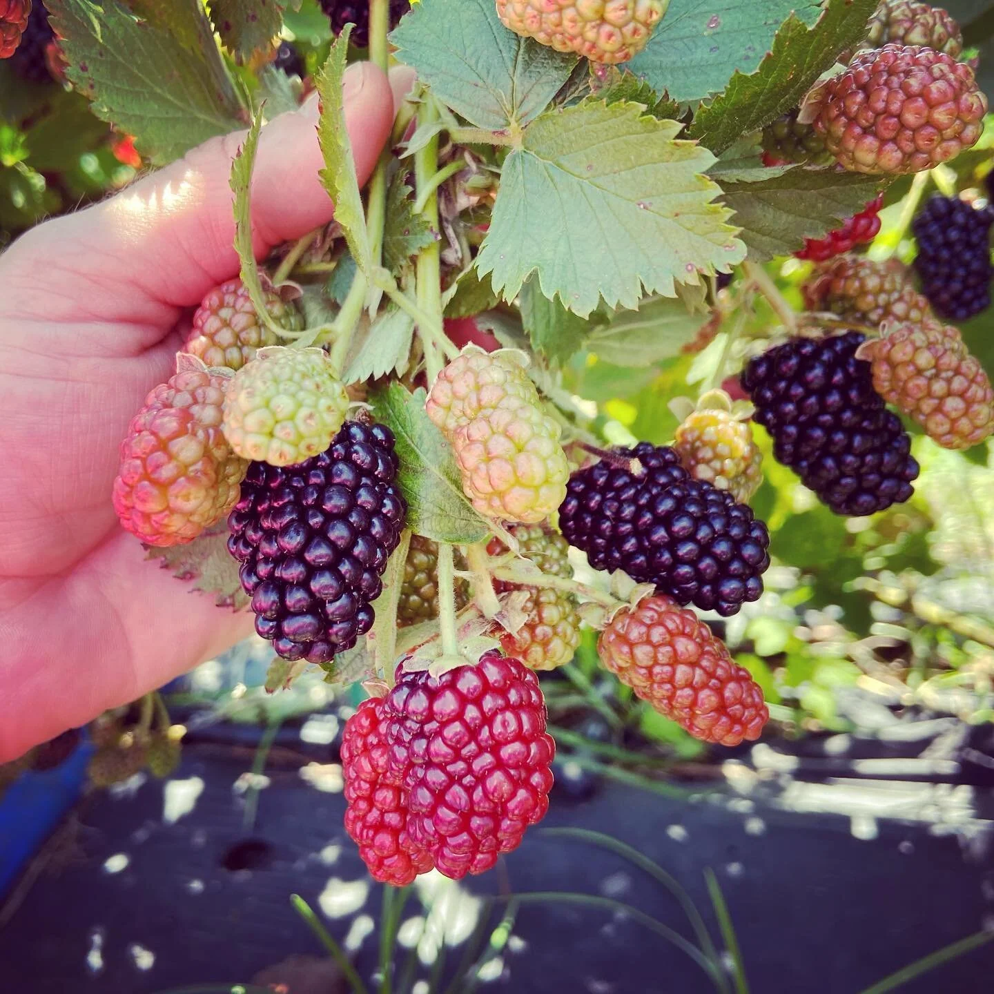 Blackberries at Pure Land Farm