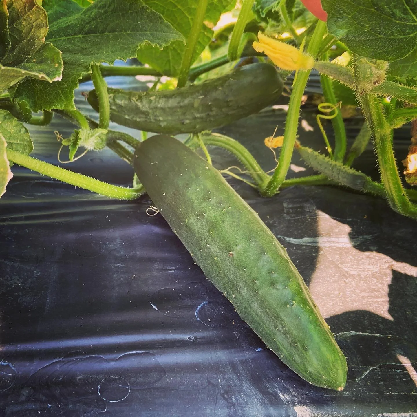 Cucumbers at Pure Land Farm
