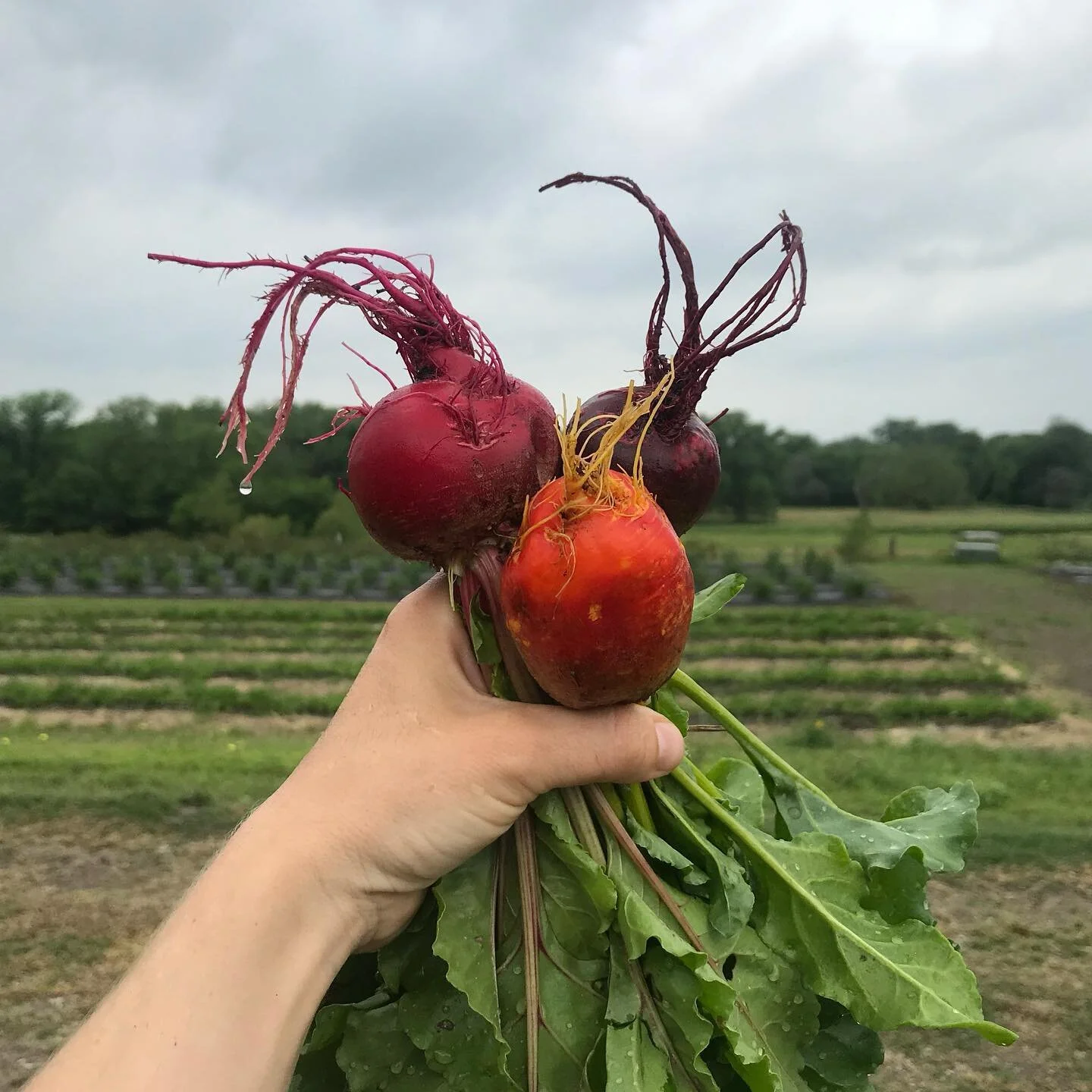 Beets at Pure Land Farm