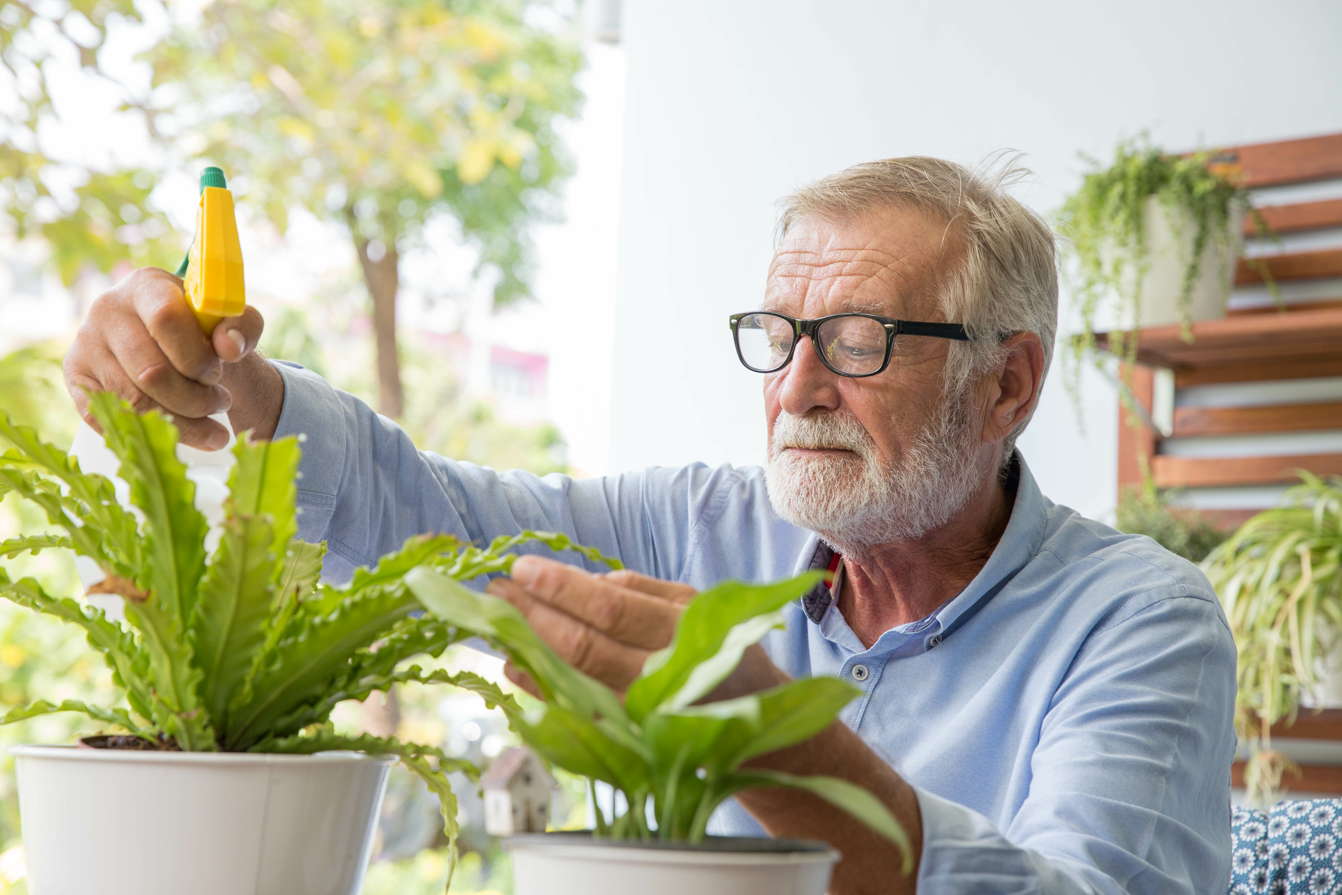 Senior men looking at a plant stock image