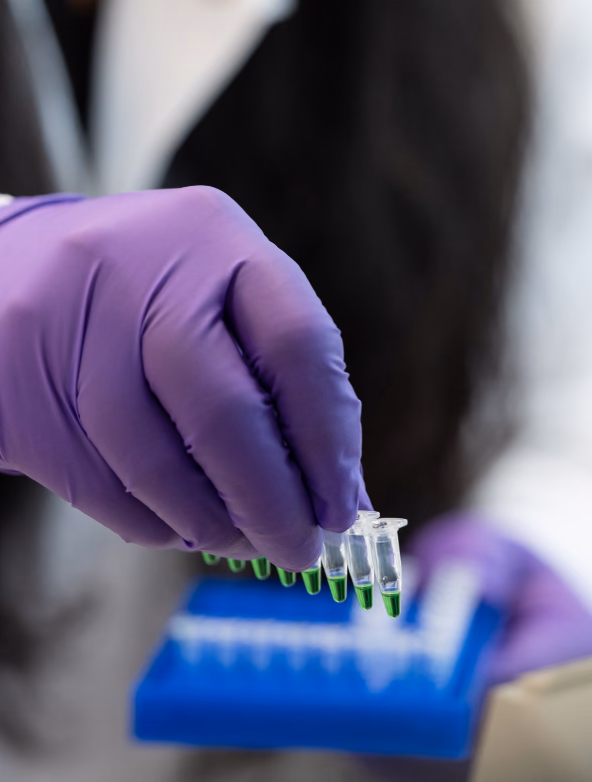 Hand wearing purple glove holding a strip of small transparent tubes containing green liquid, in front of a blue tube rack.