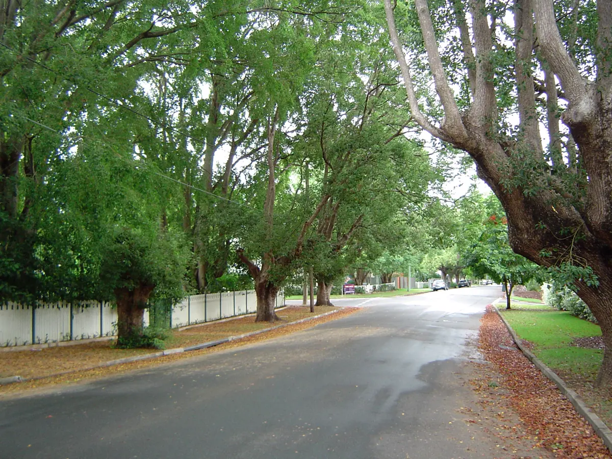 A leafy Brisbane residential street lined with picket fences and old shade trees