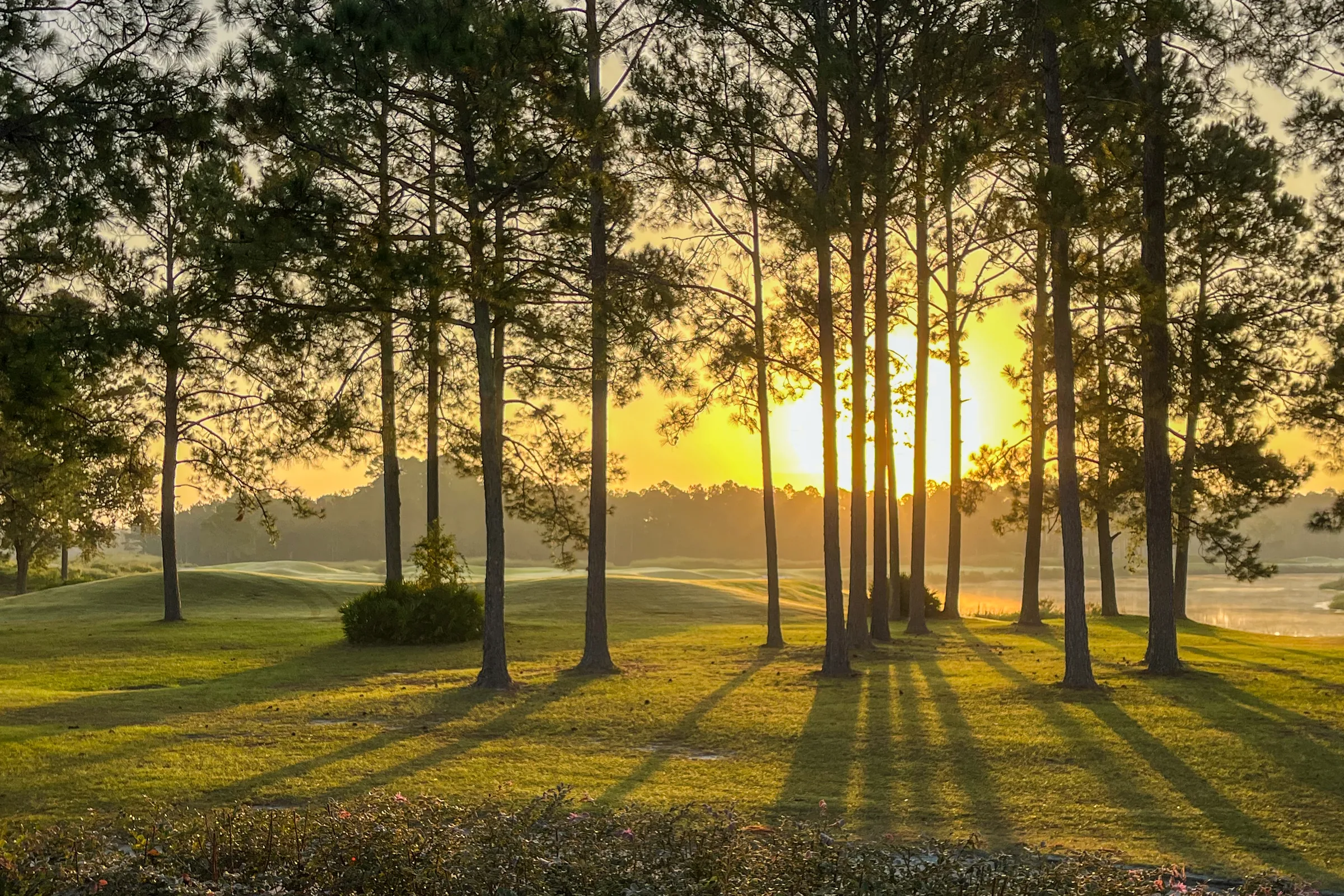 Early morning light through South Georgia pine trees