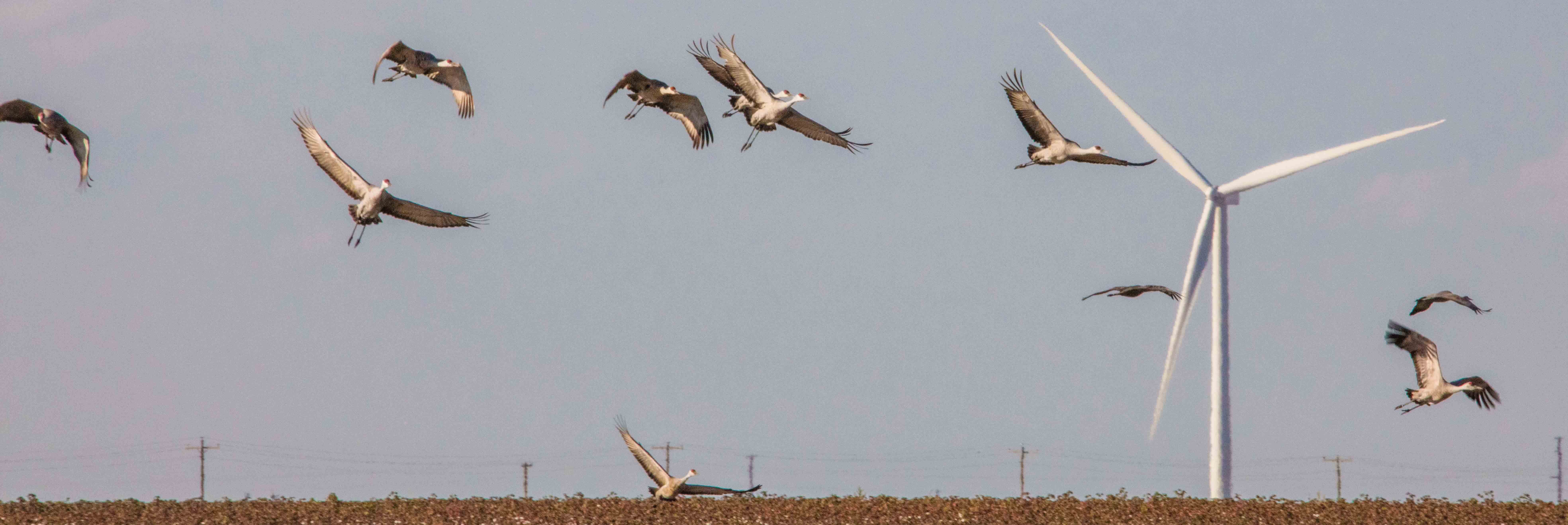 A flock of large birds flying in the sky near a tall white wind turbine with three blades, above a flat landscape with power lines visible.