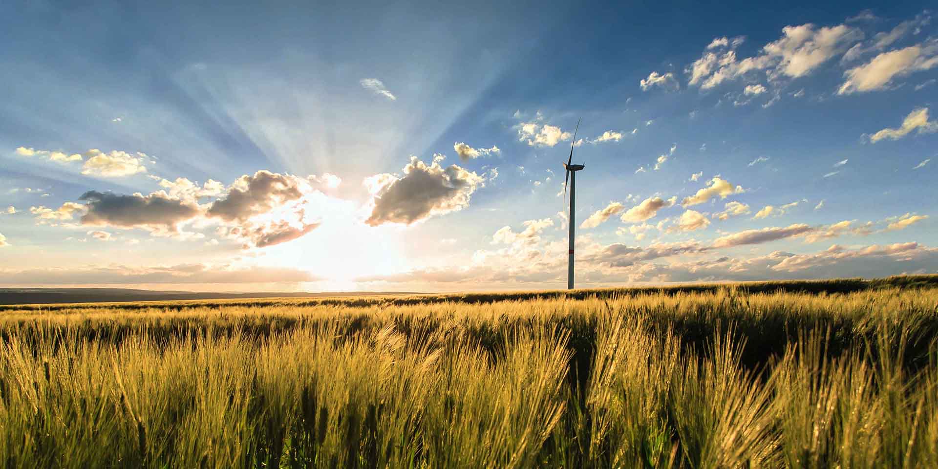 Cornfield with wind turbine