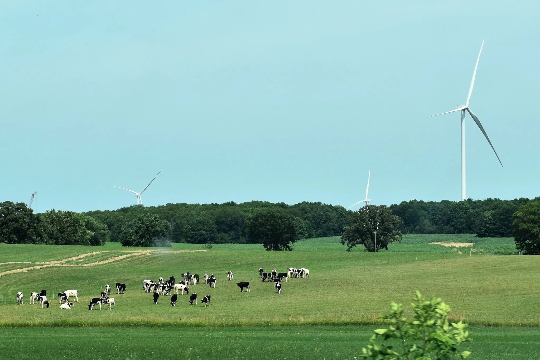Green pasture with a herd of black and white cows grazing, trees in the background, and three large white wind turbines on the horizon under a clear blue sky.