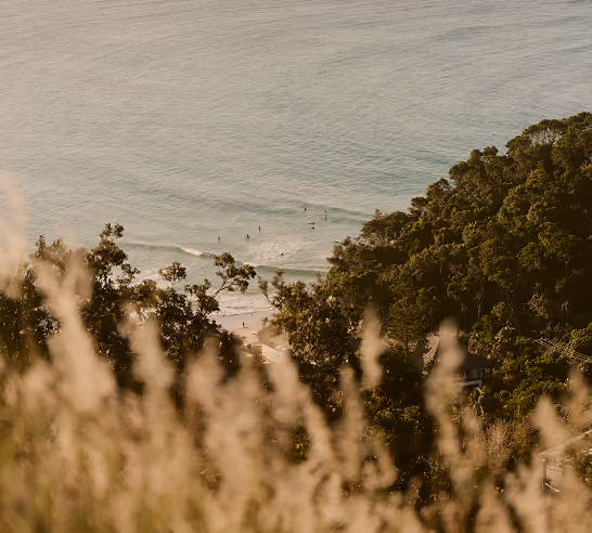 Coastal grasses at sunset