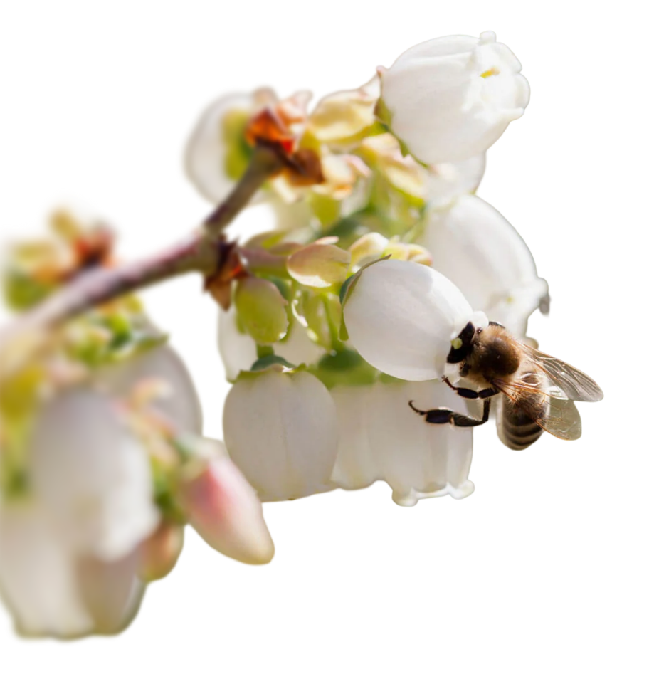 Honey bee foraging on white blossom