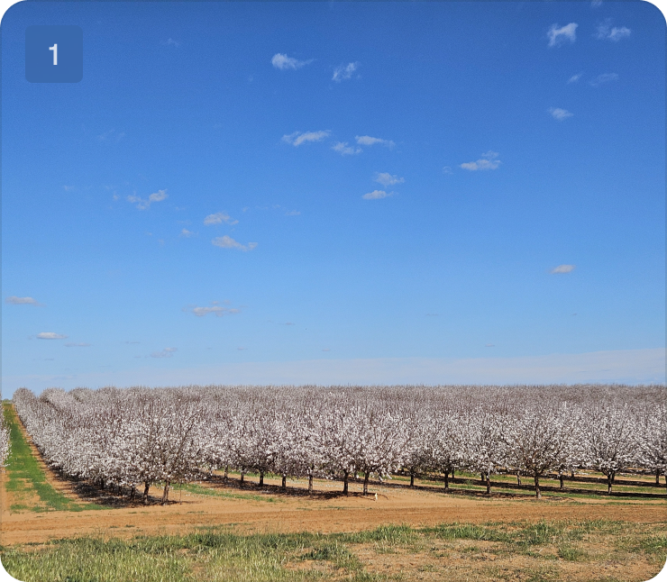 Almond orchard in bloom under blue sky