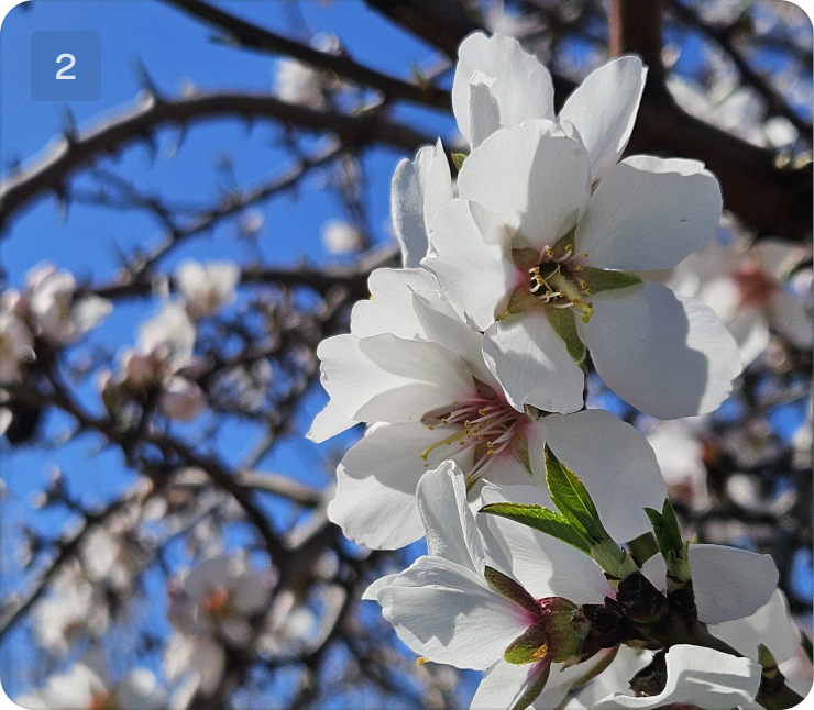 Close-up of white almond blossoms