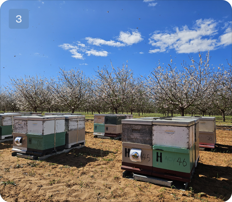 Beehives placed in a flowering orchard