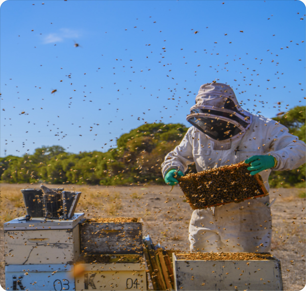 Beekeeper in a bee suit holding a frame among flying bees