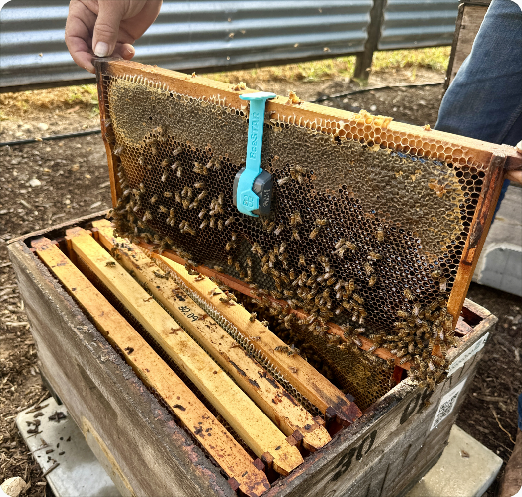 Hive frame being lifted with monitoring sensor attached