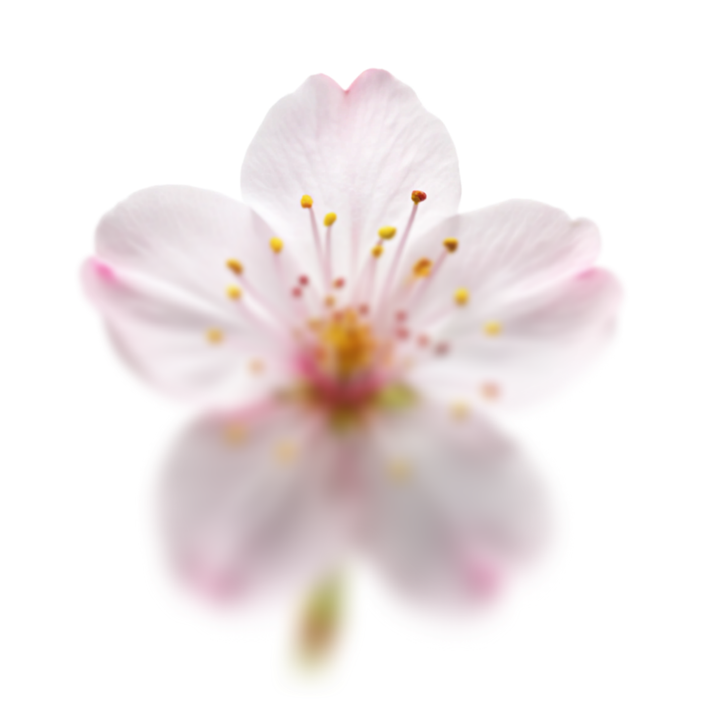 Pink almond blossom