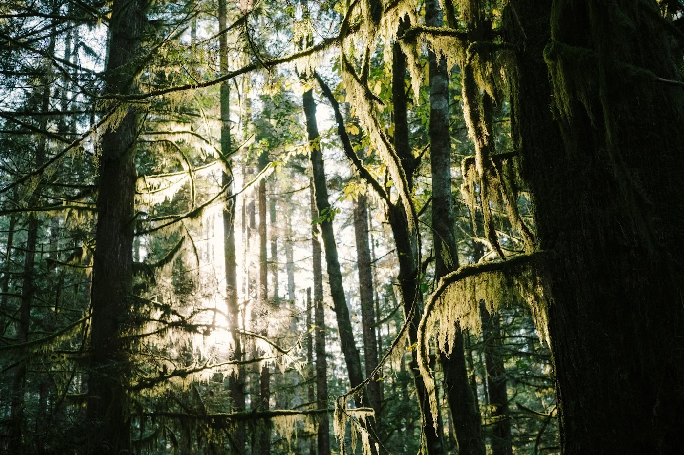 Sunlight filtering through tall forest trees and hanging moss