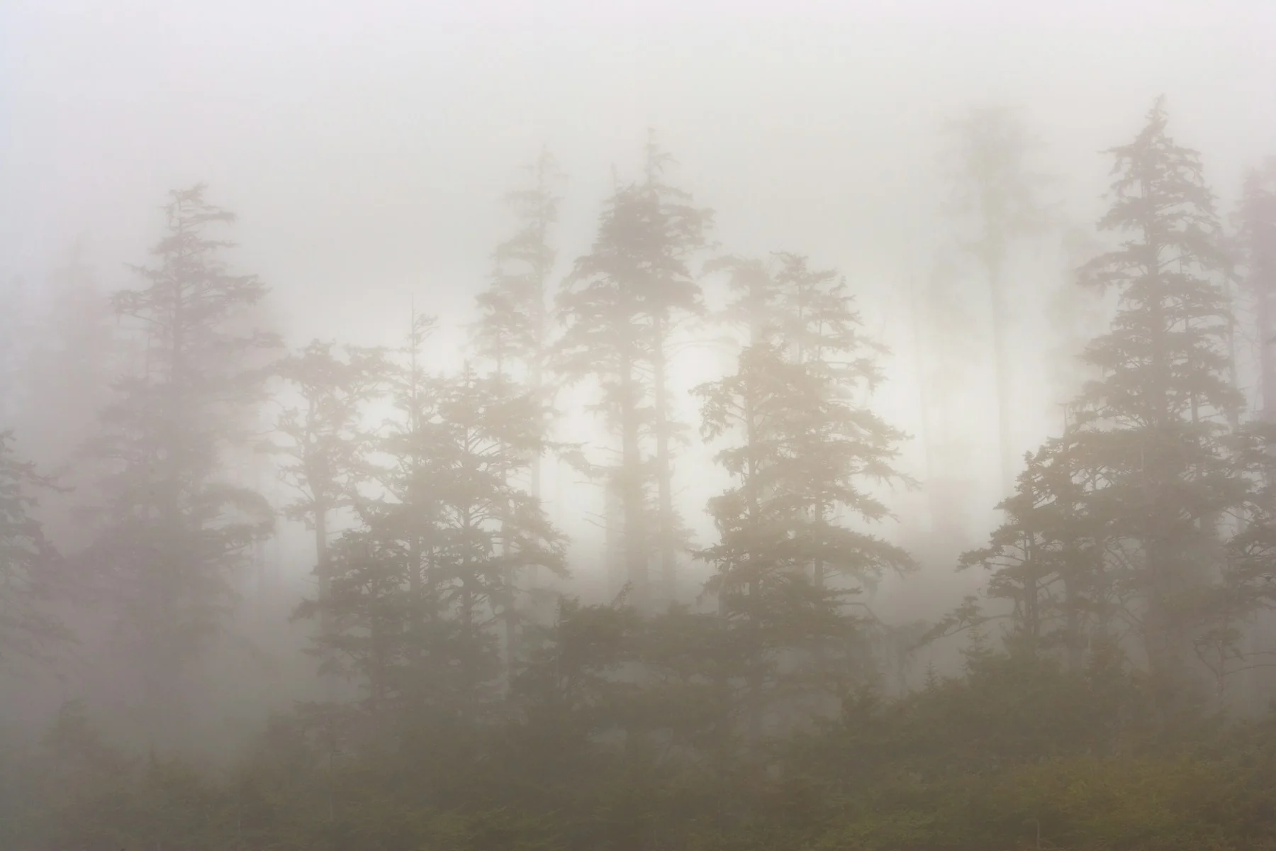 Fog drifting through the rainforest in Pacific Rim National Park Reserve