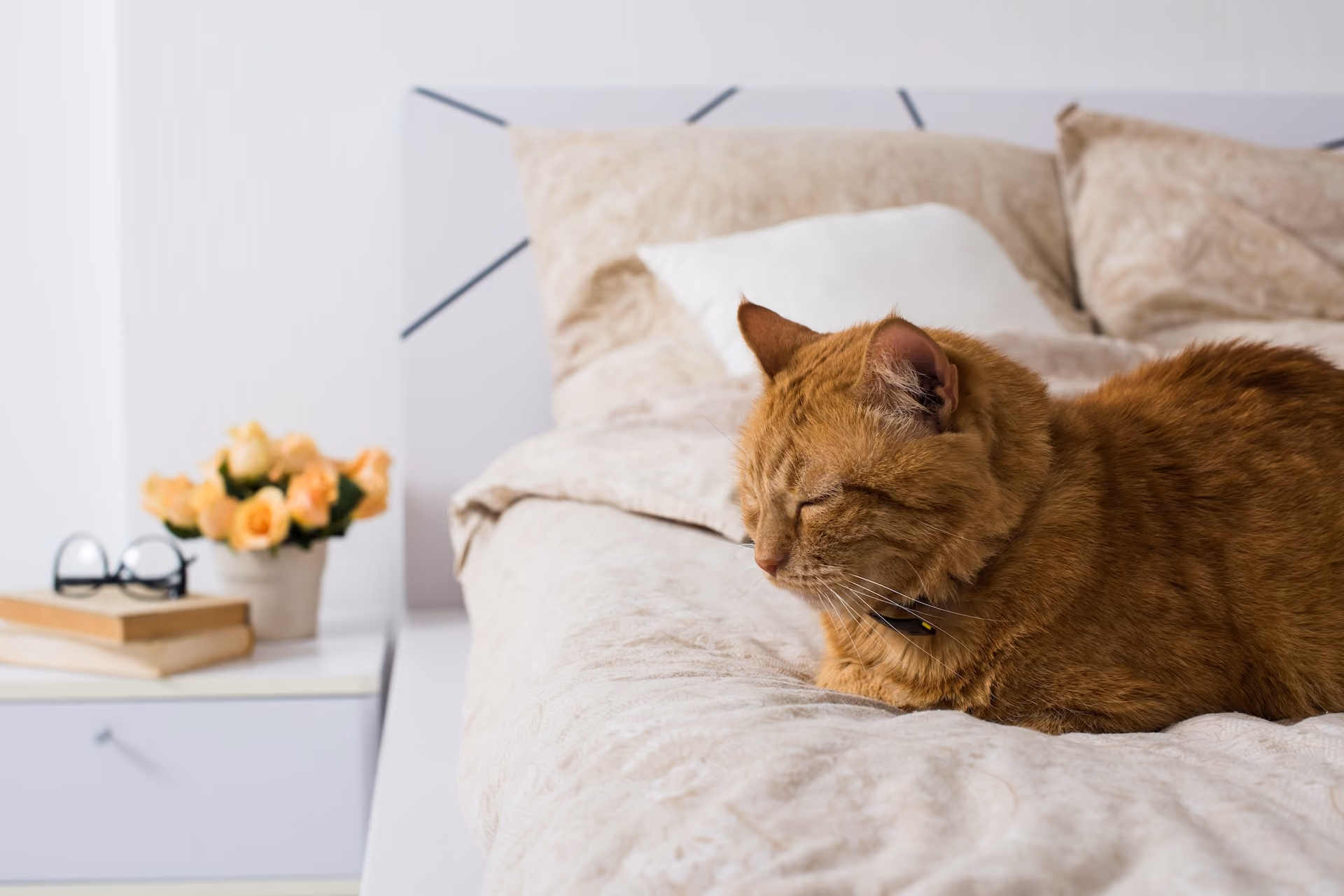 Cat sleeping on a bed