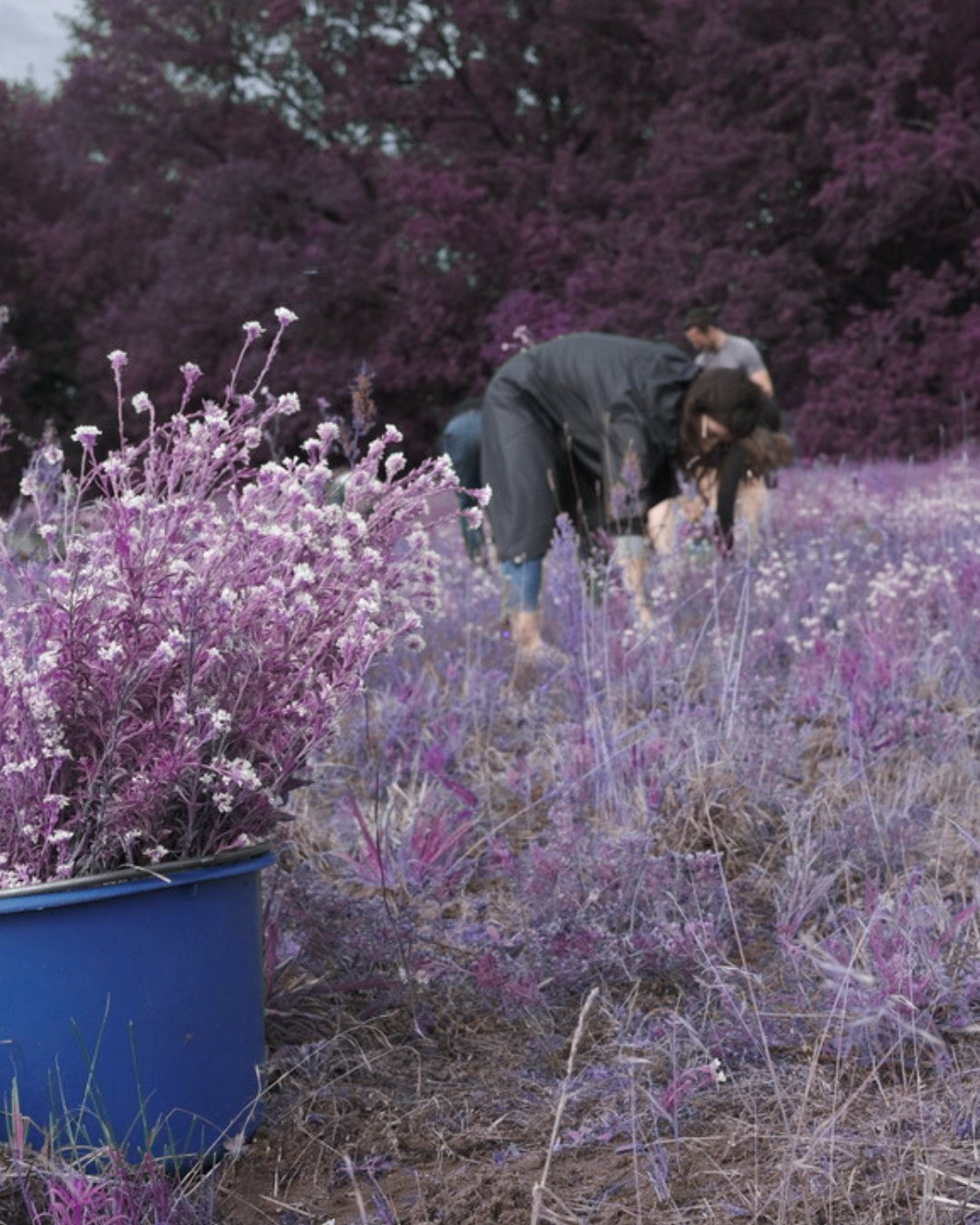 Violette Heidelandschaft mit Person und Hund