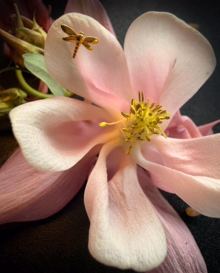 Goldfarbener Libellen-Stecker als Piercingschmuck auf einer rosa Blüte, Taboo Piercing Rostock