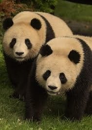 Zoo de Beauval : un paradis pour les enfants