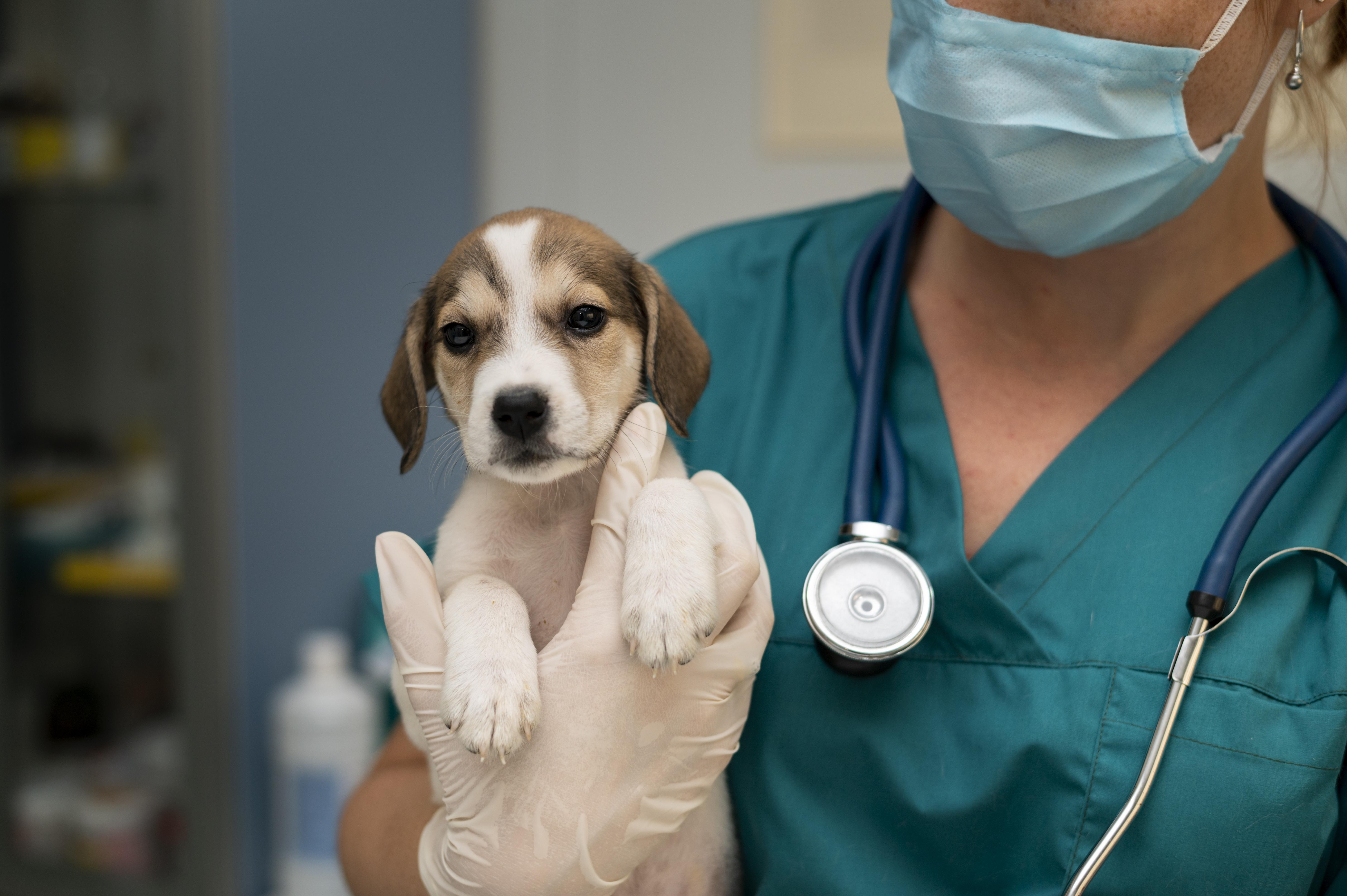 A dog at Carson Animal Hospital, recovering comfortably