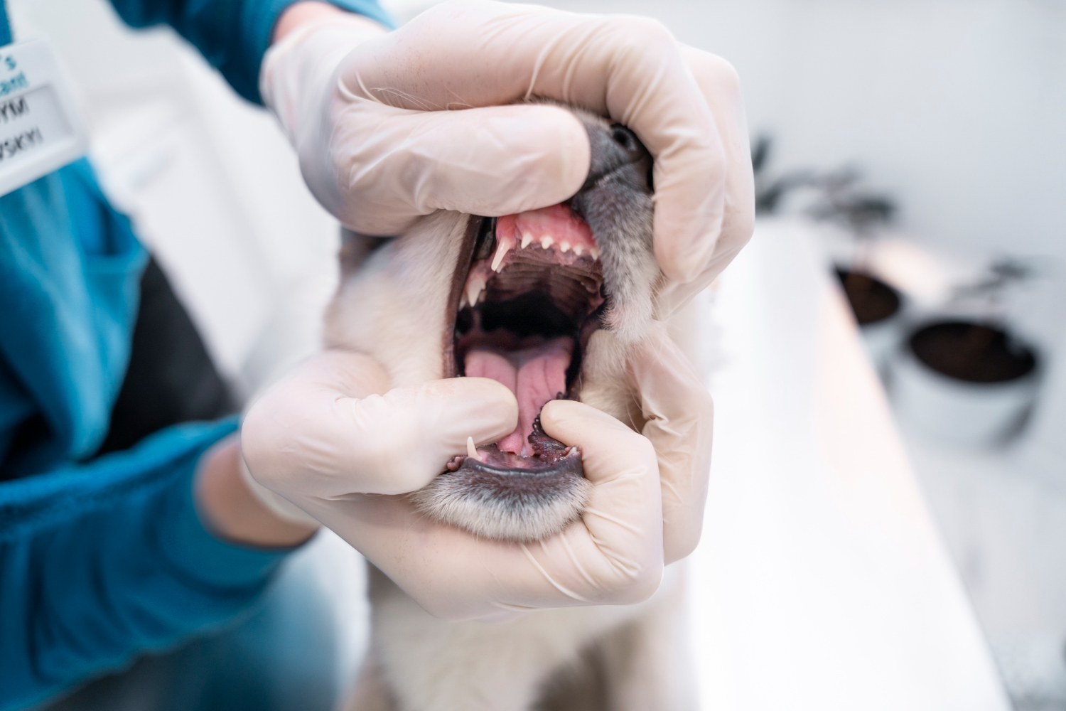 A dog at Carson Animal Hospital, recovering comfortably