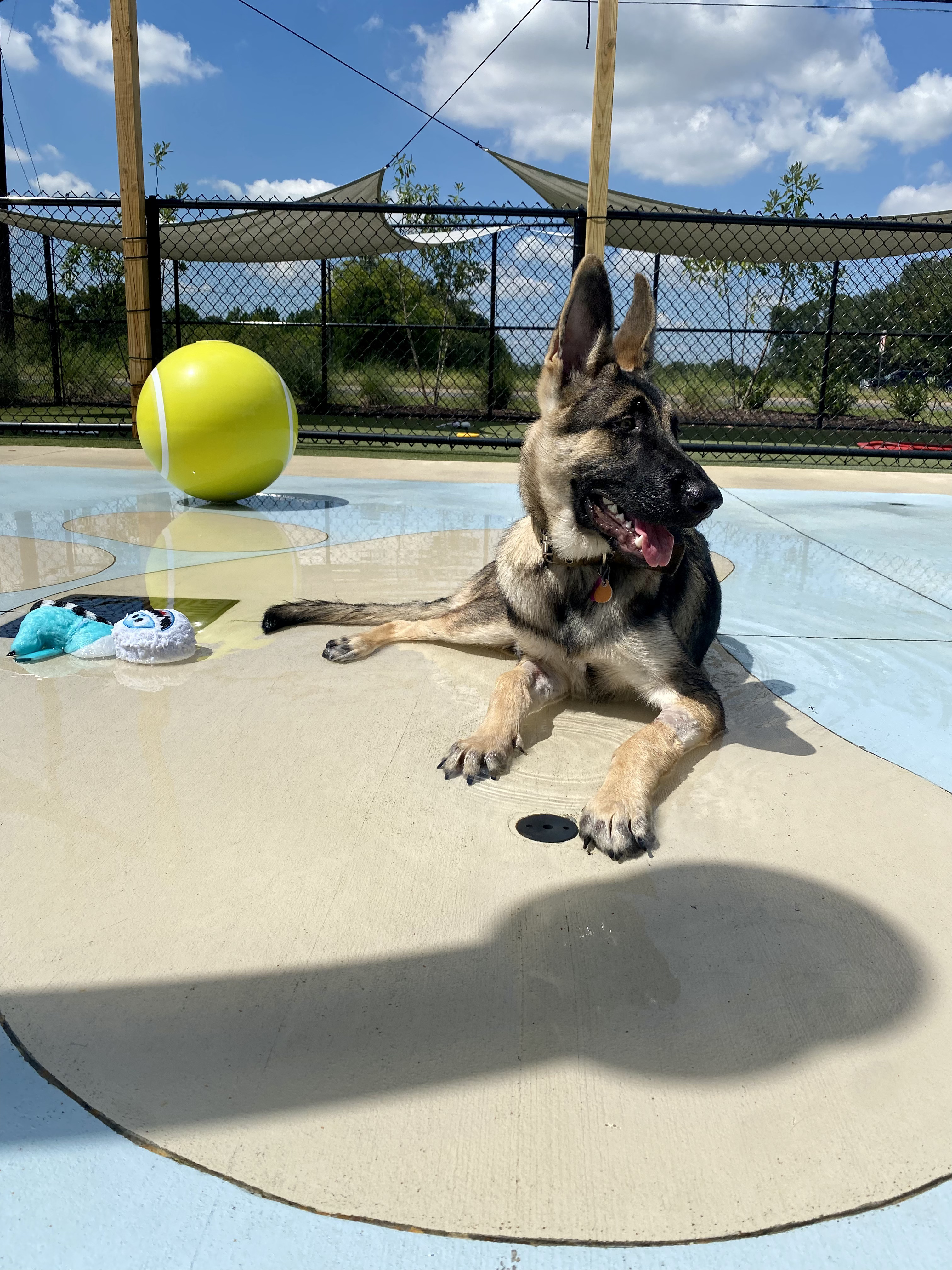 Carson Animal Hospital gallery photo 39