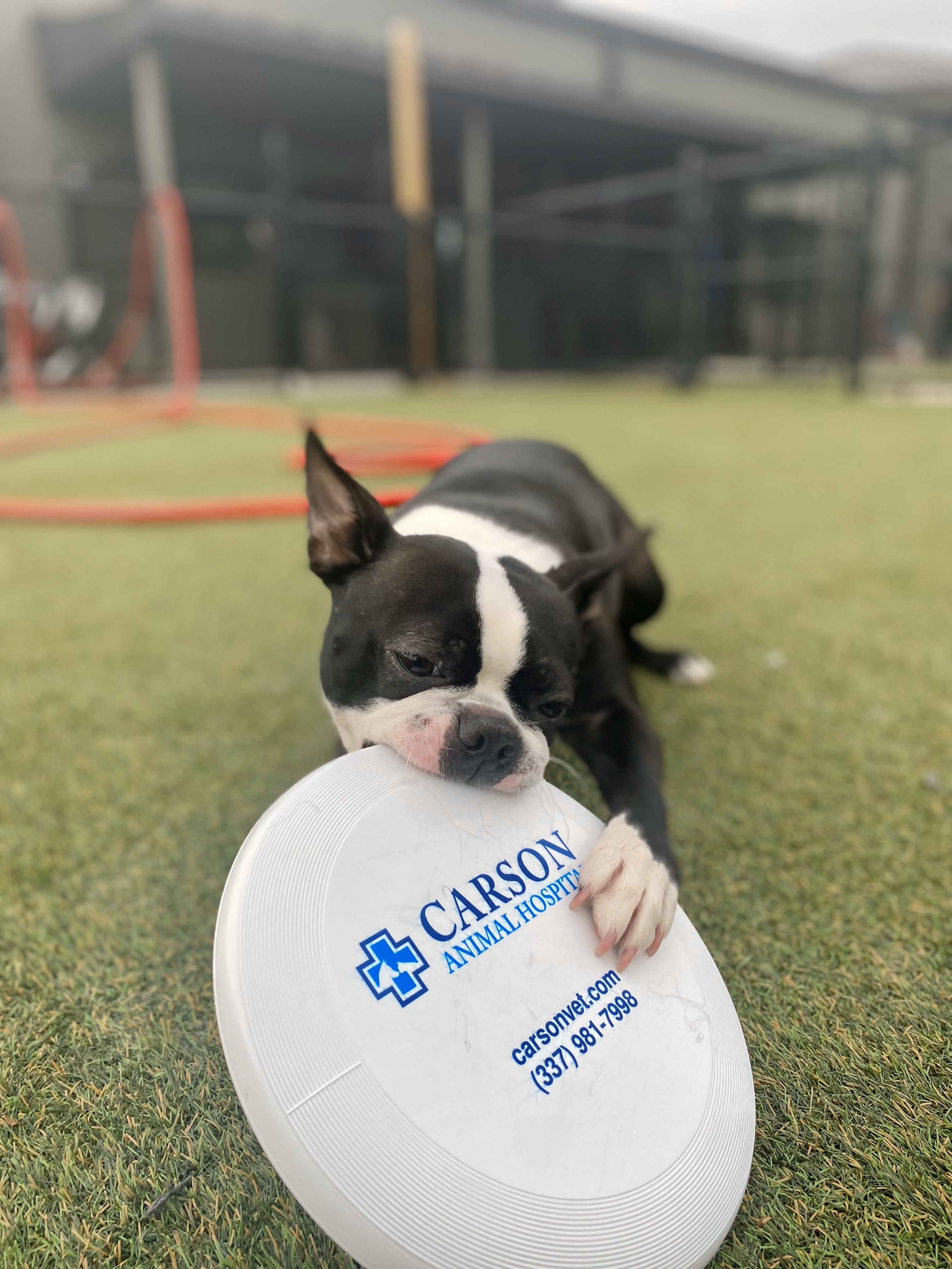 Carson Animal Hospital gallery photo 39