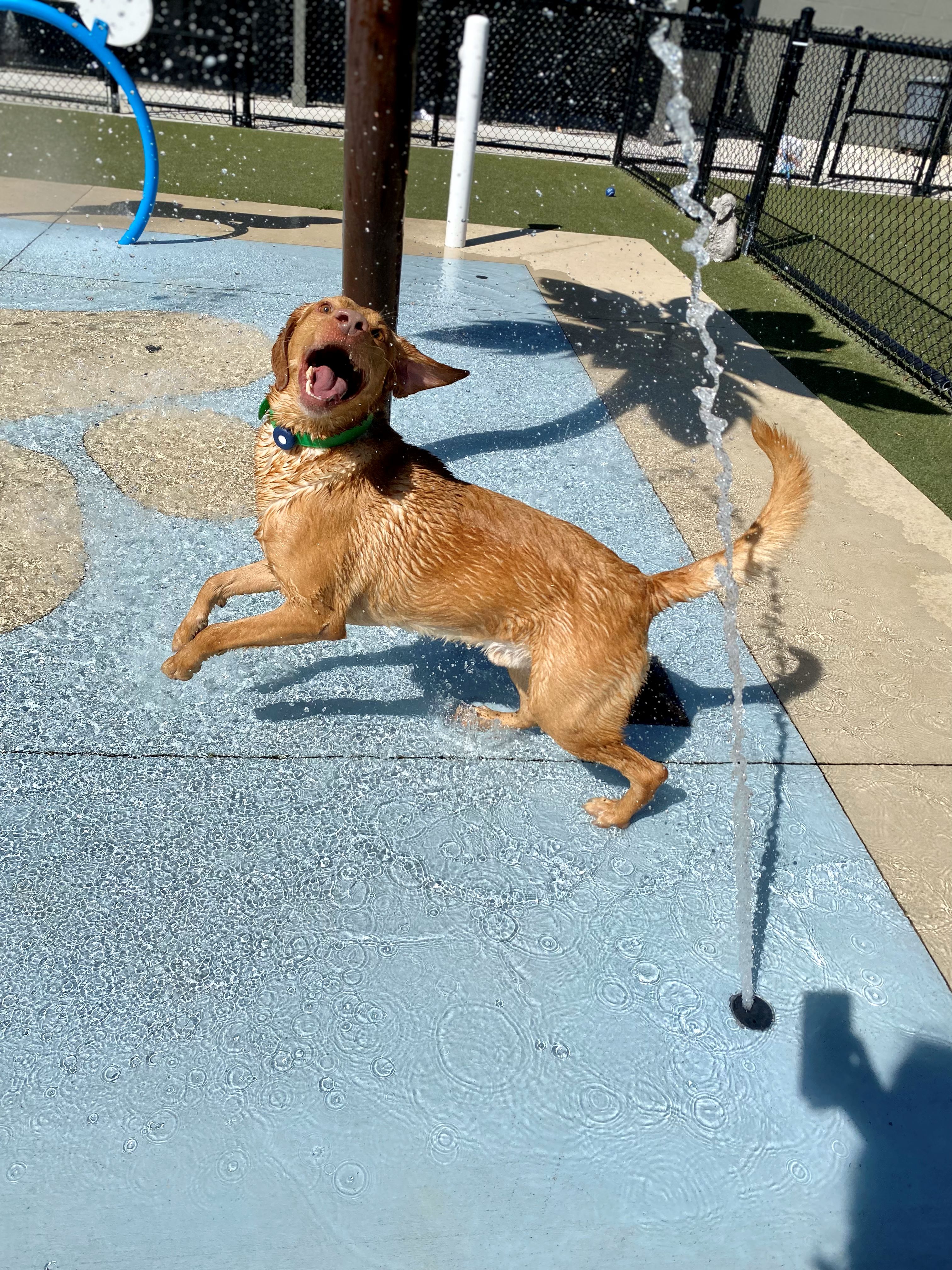 Carson Animal Hospital gallery photo 39