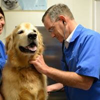 Carson Animal Hospital gallery photo 39