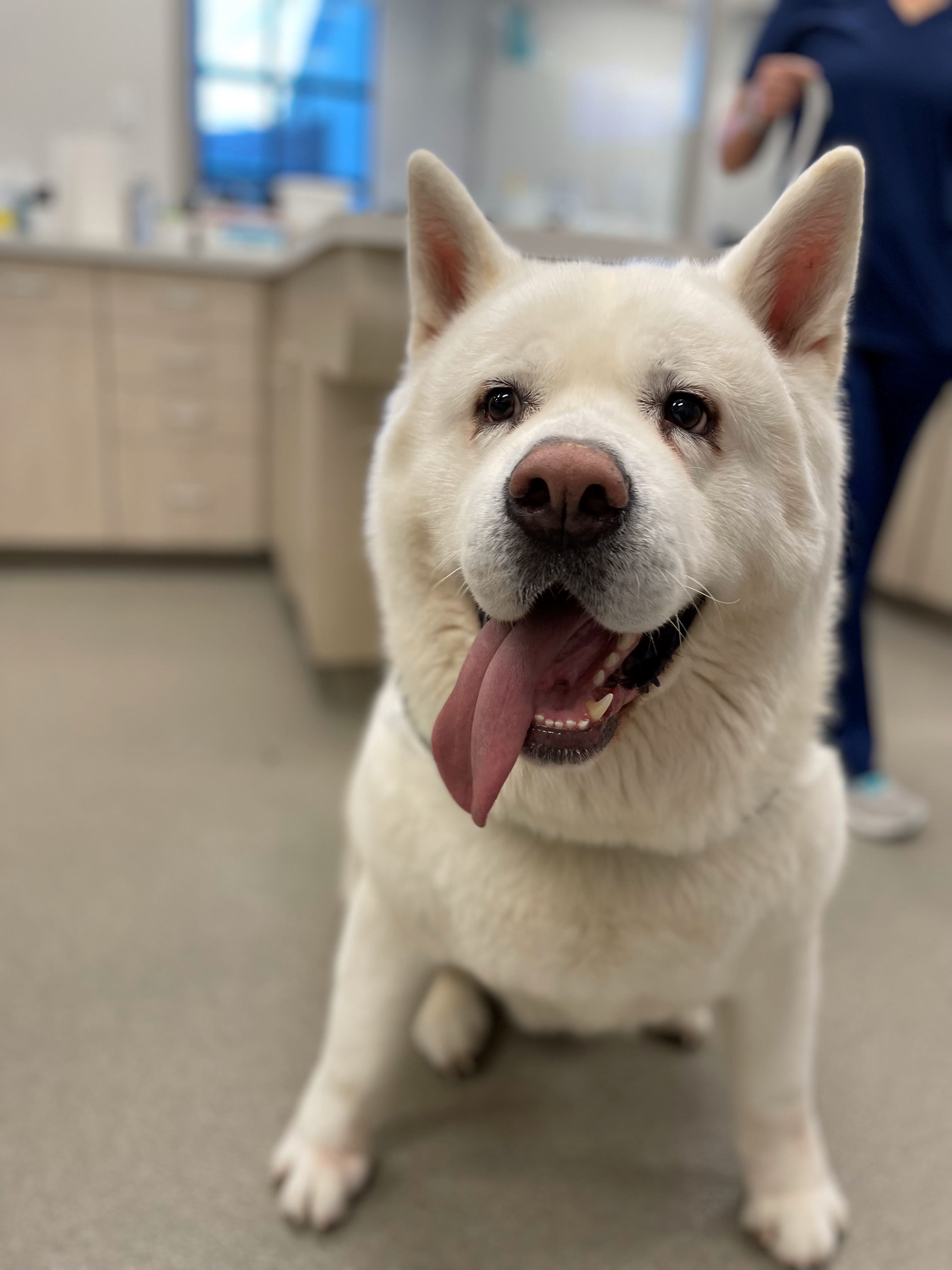 Carson Animal Hospital gallery photo 39