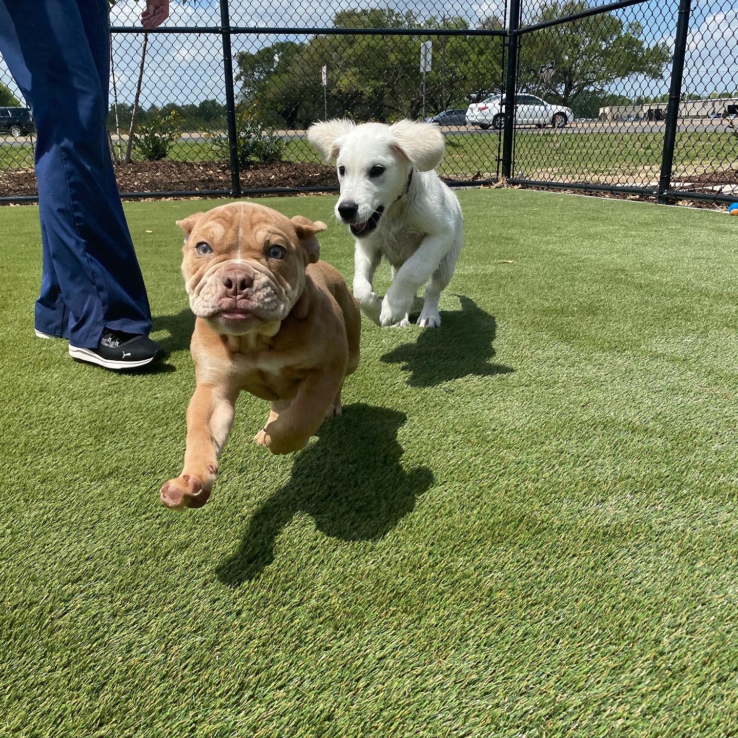 Carson Animal Hospital gallery photo 39