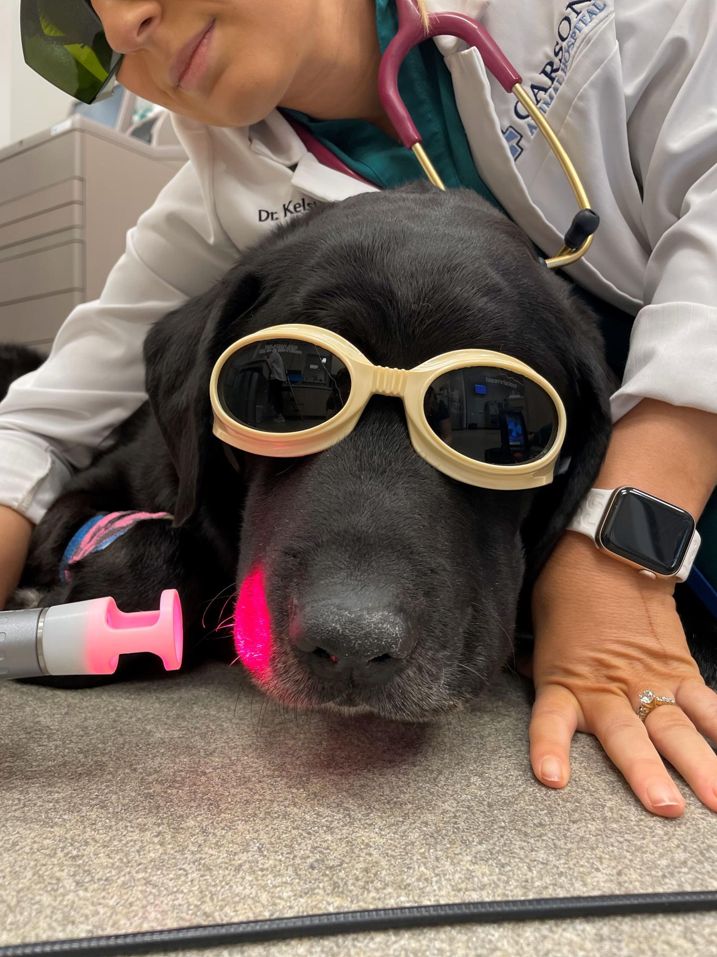 Carson Animal Hospital gallery photo 39