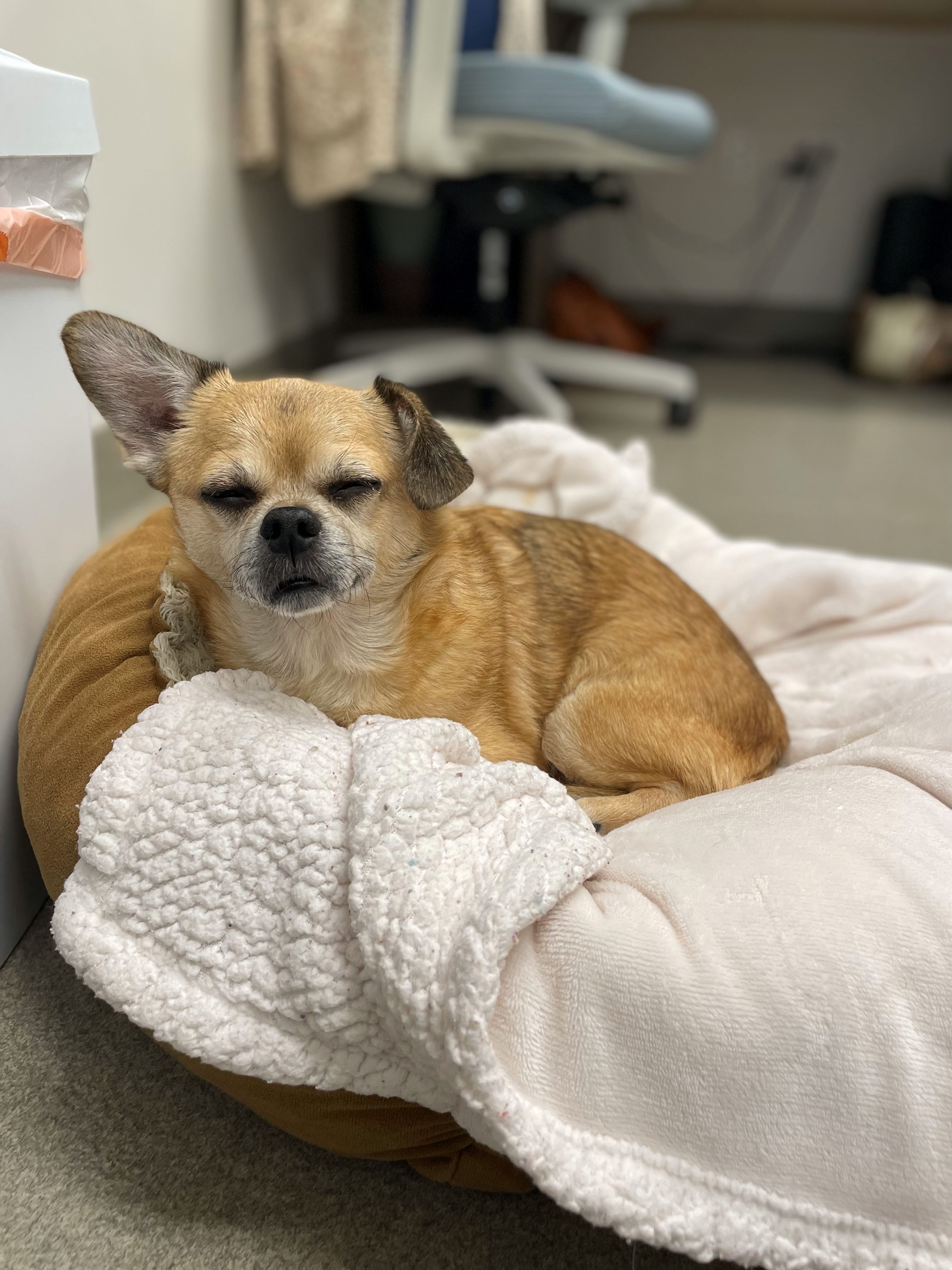 Carson Animal Hospital gallery photo 39