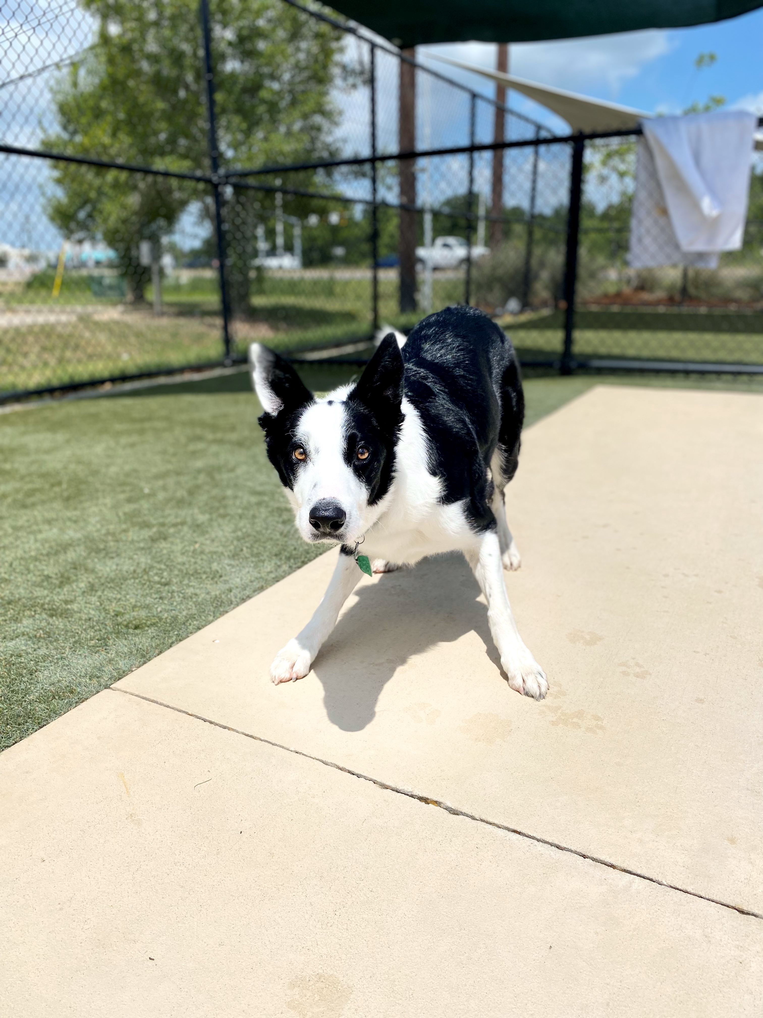 Carson Animal Hospital gallery photo 39