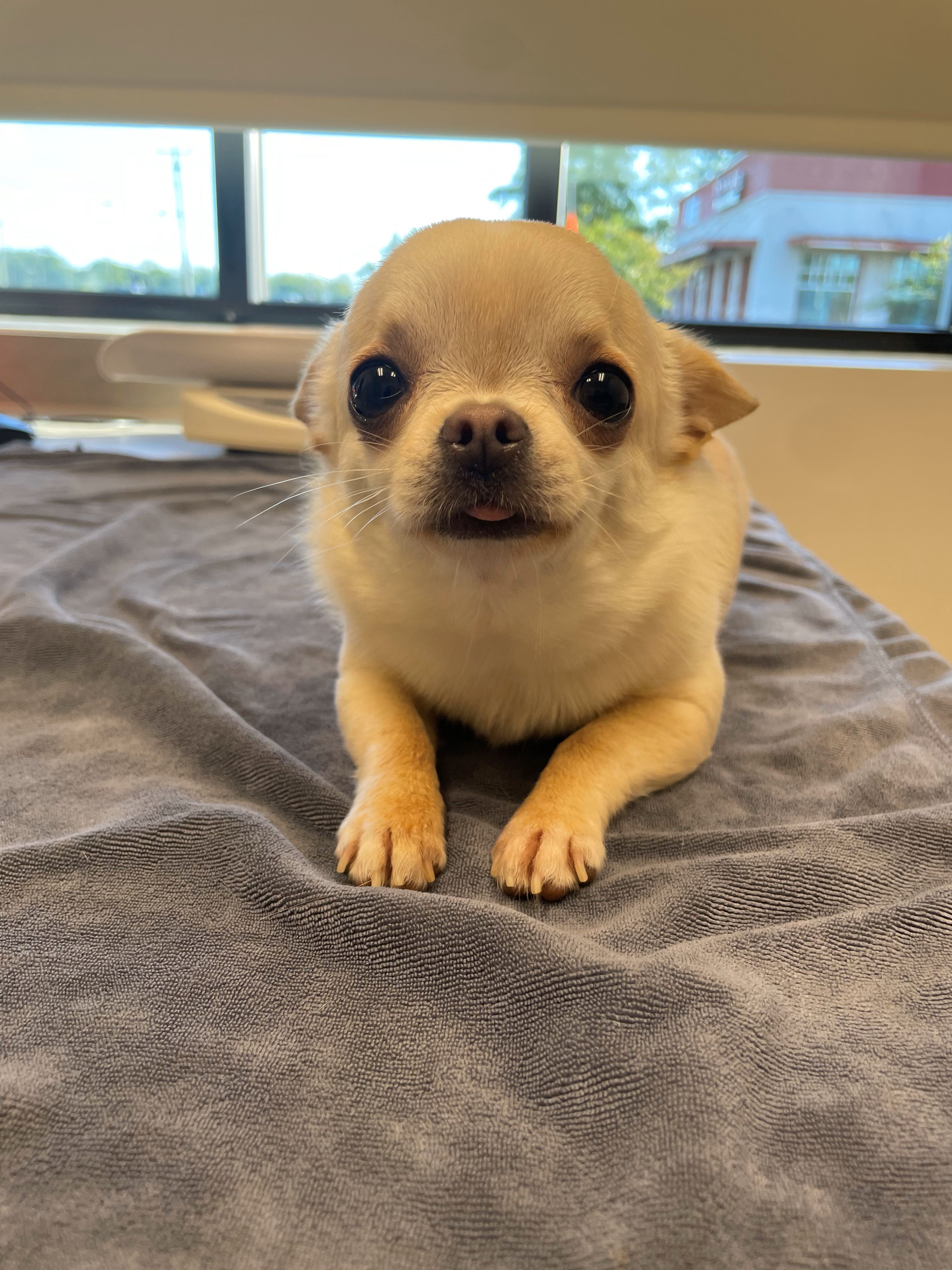 Carson Animal Hospital gallery photo 39