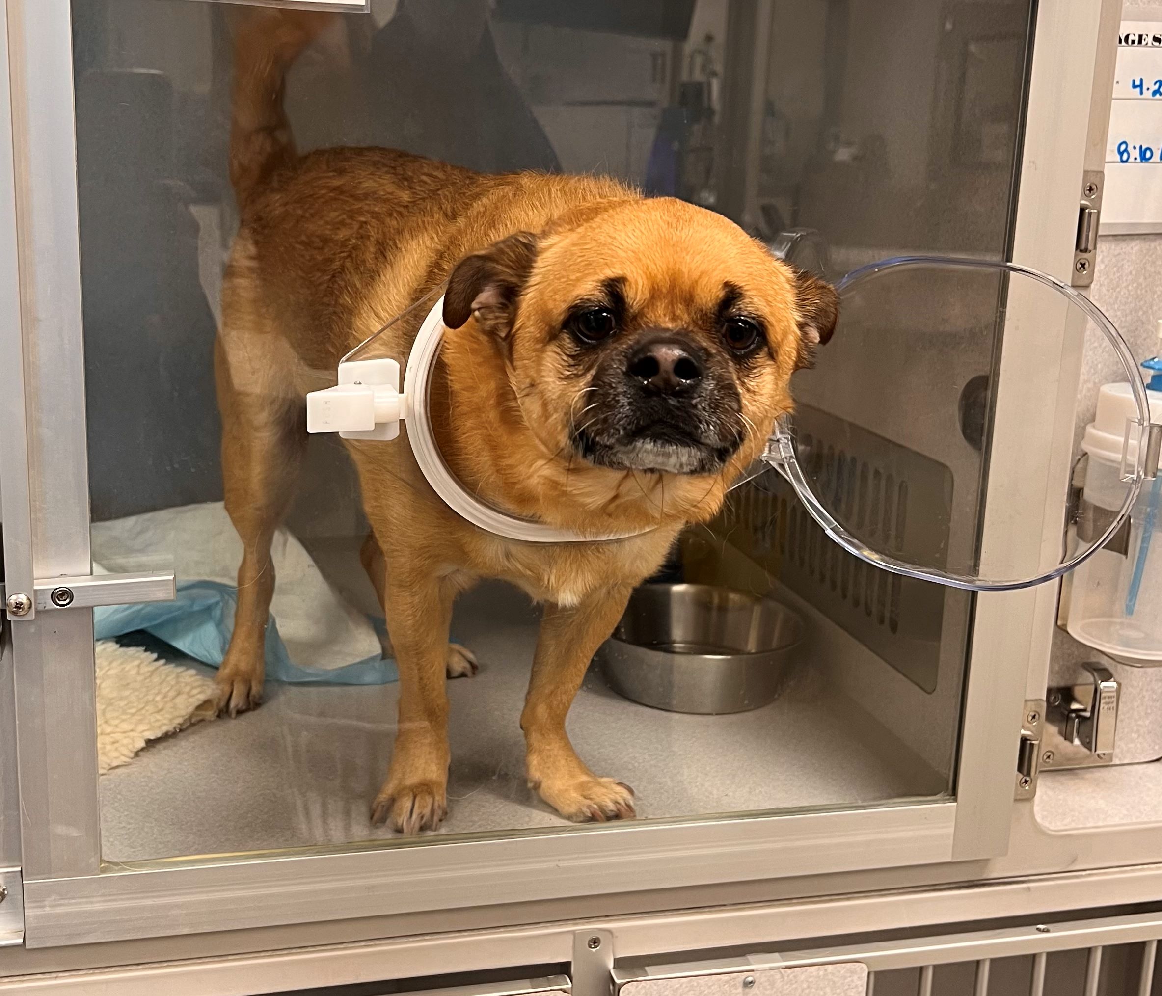 Carson Animal Hospital gallery photo 39