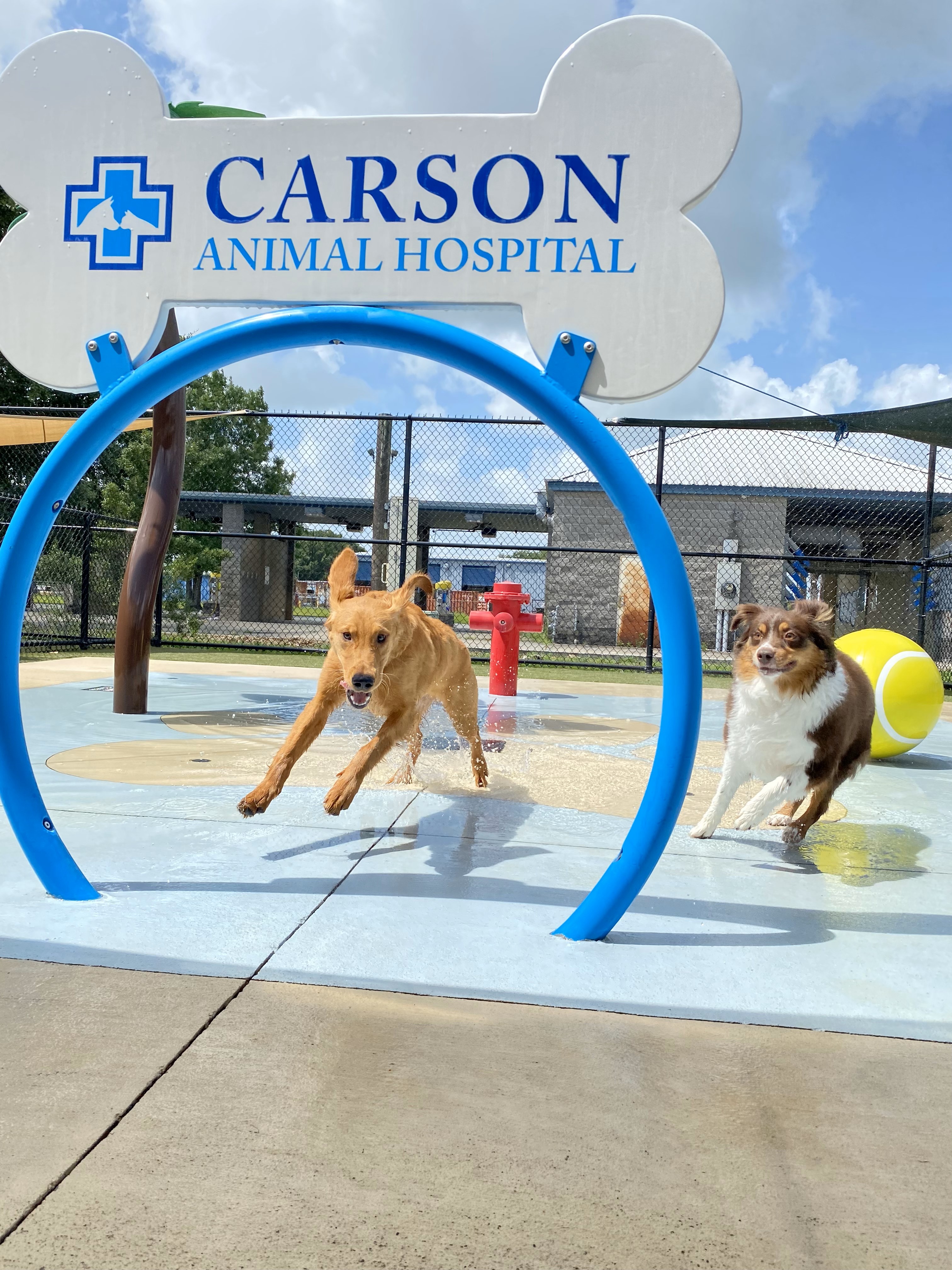 Carson Animal Hospital gallery photo 39
