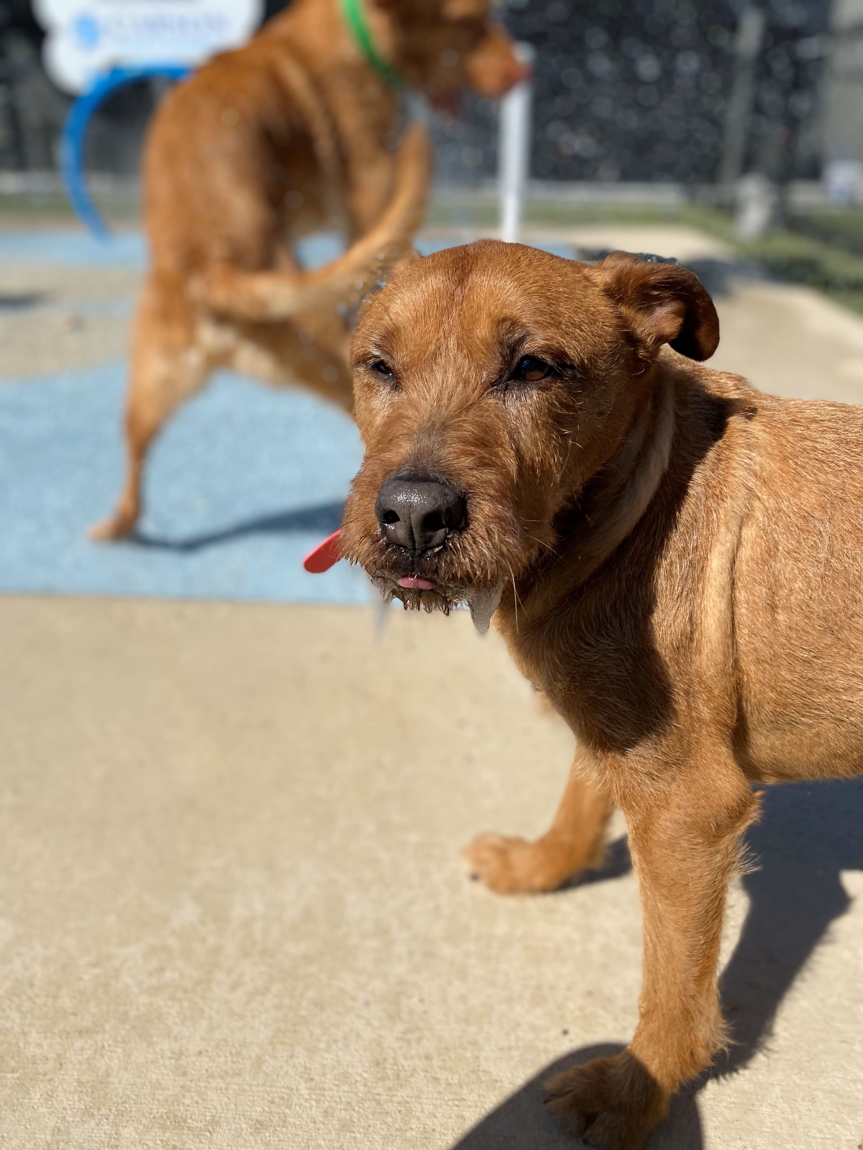 Carson Animal Hospital gallery photo 39
