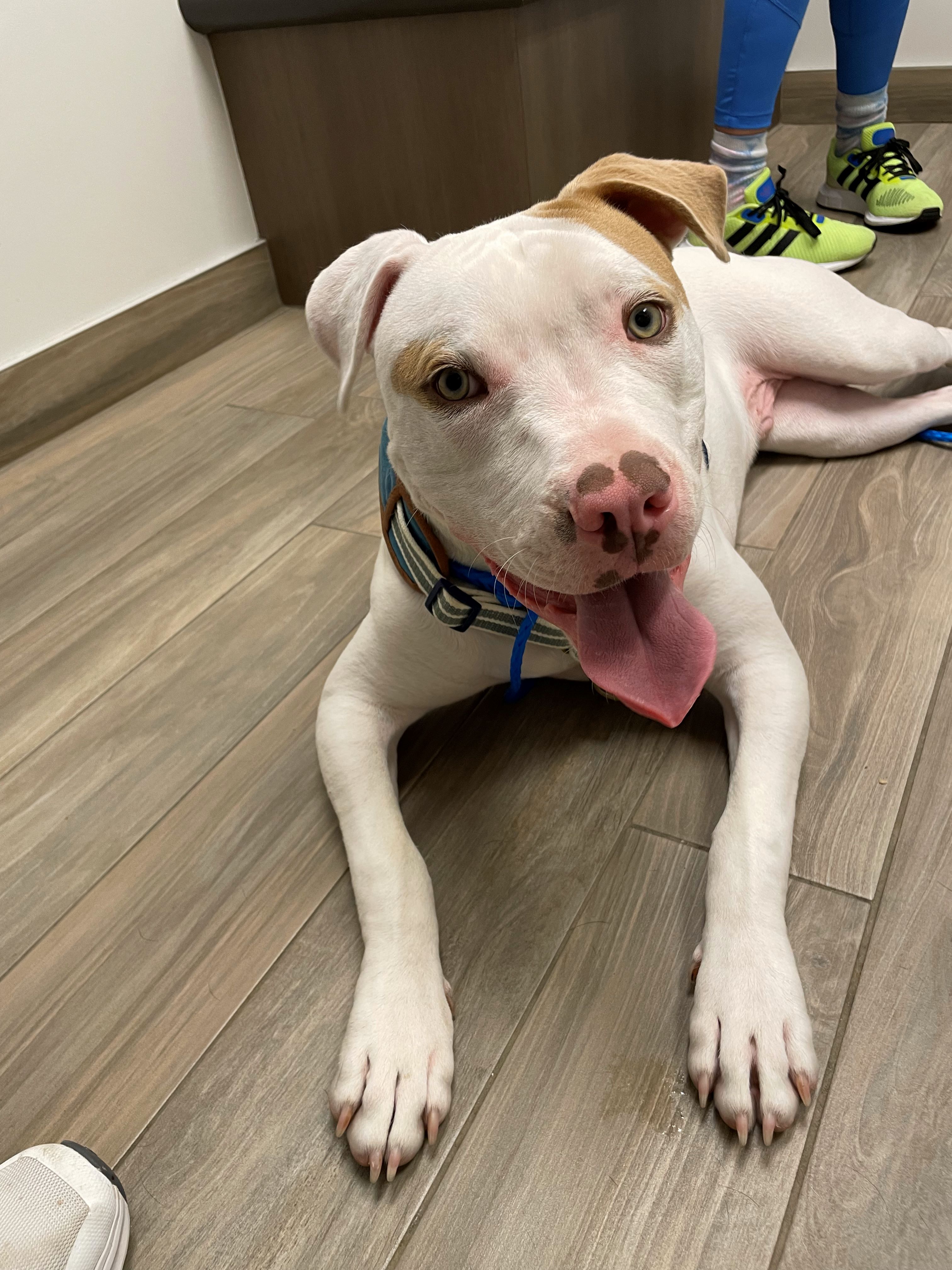 Carson Animal Hospital gallery photo 39