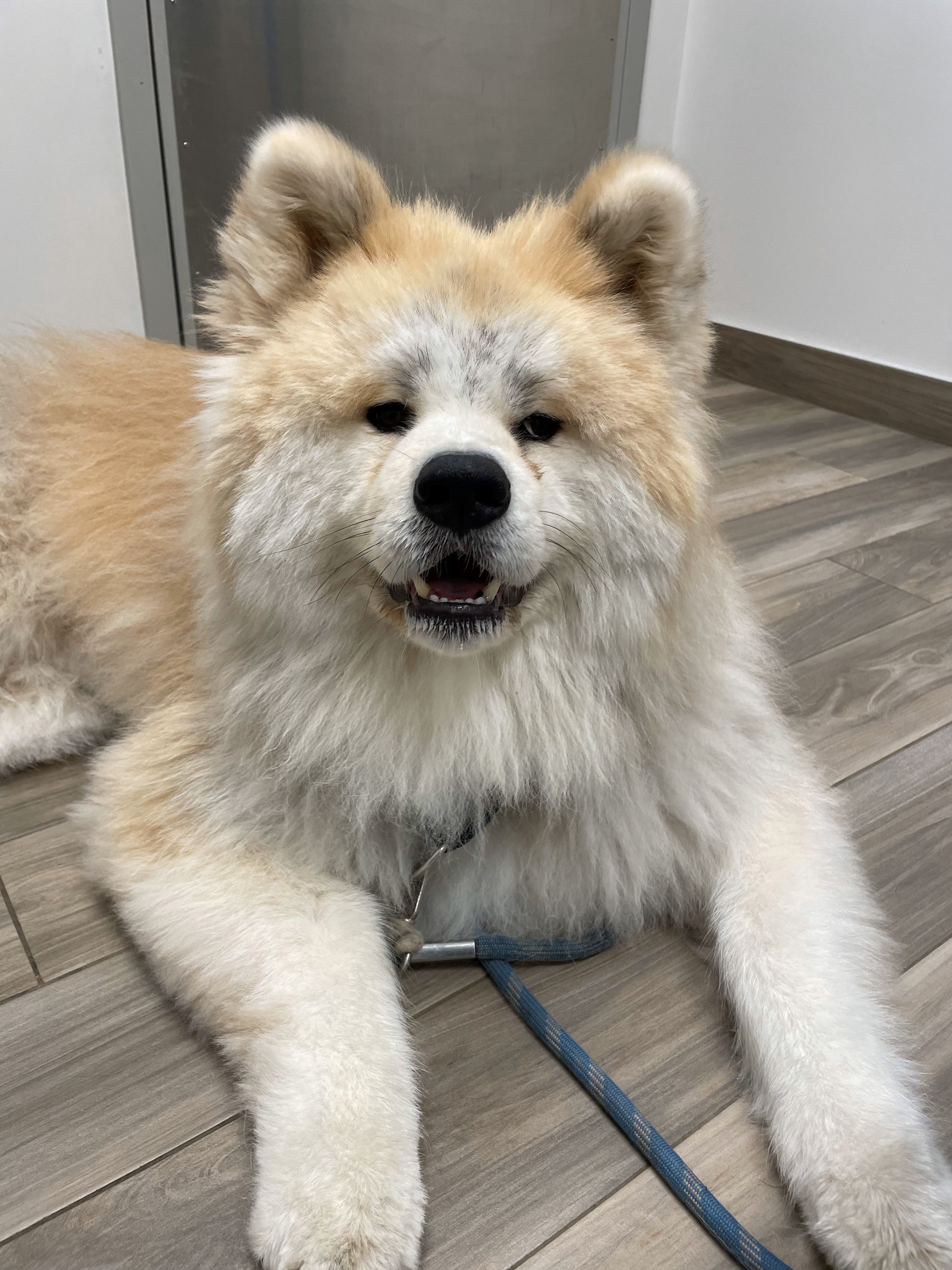 Carson Animal Hospital gallery photo 39