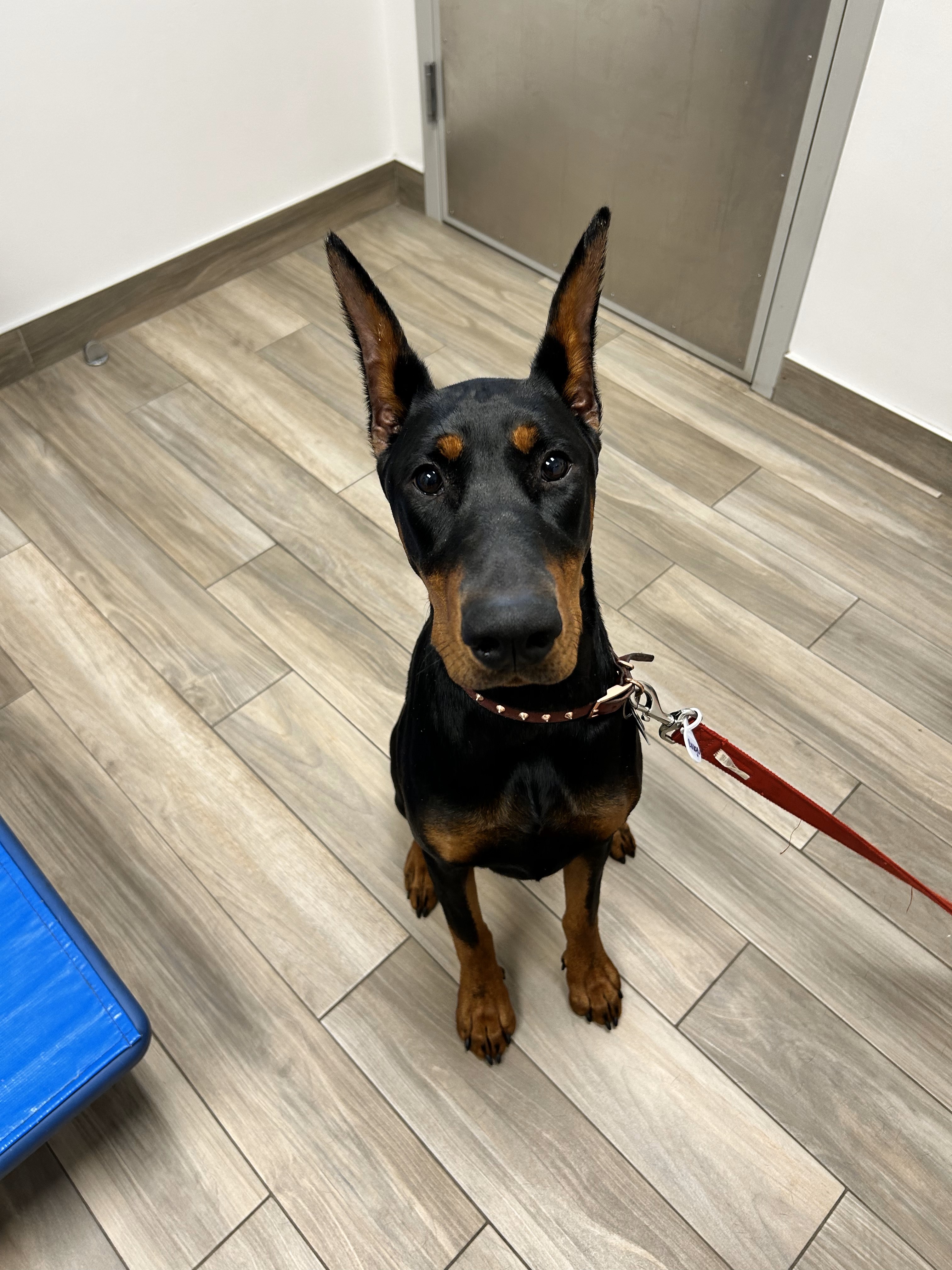 A dog at Carson Animal Hospital, recovering comfortably