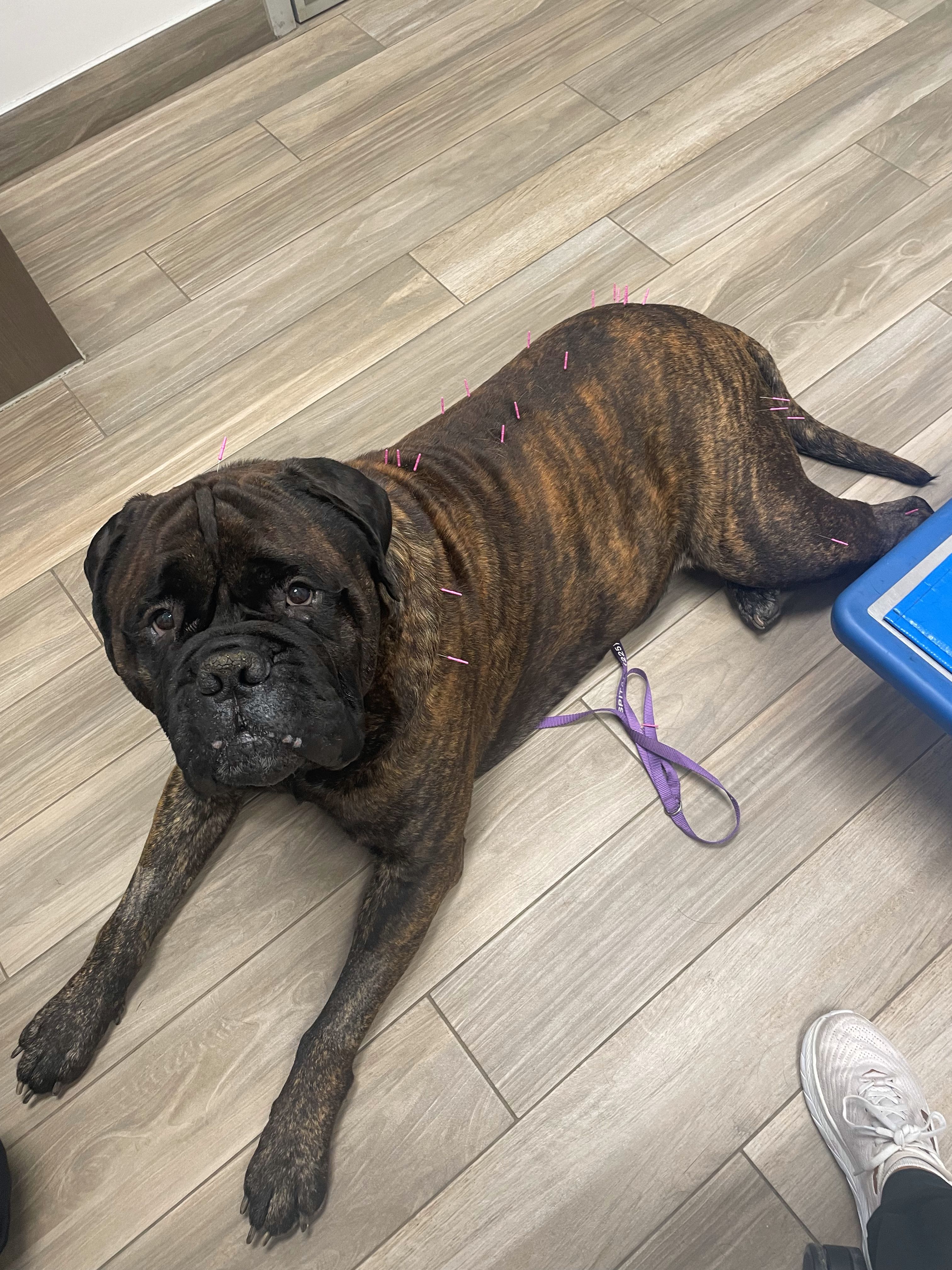 Carson Animal Hospital gallery photo 39
