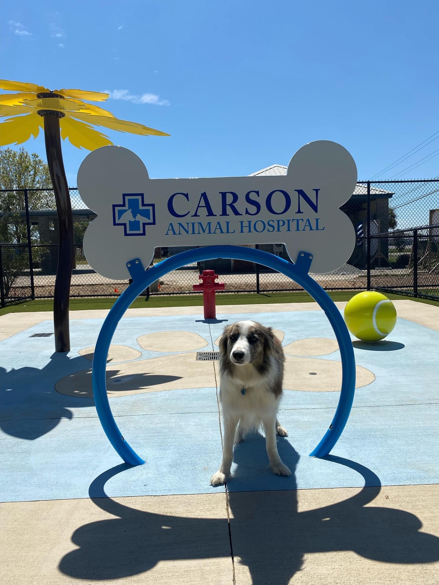Carson Animal Hospital gallery photo 39