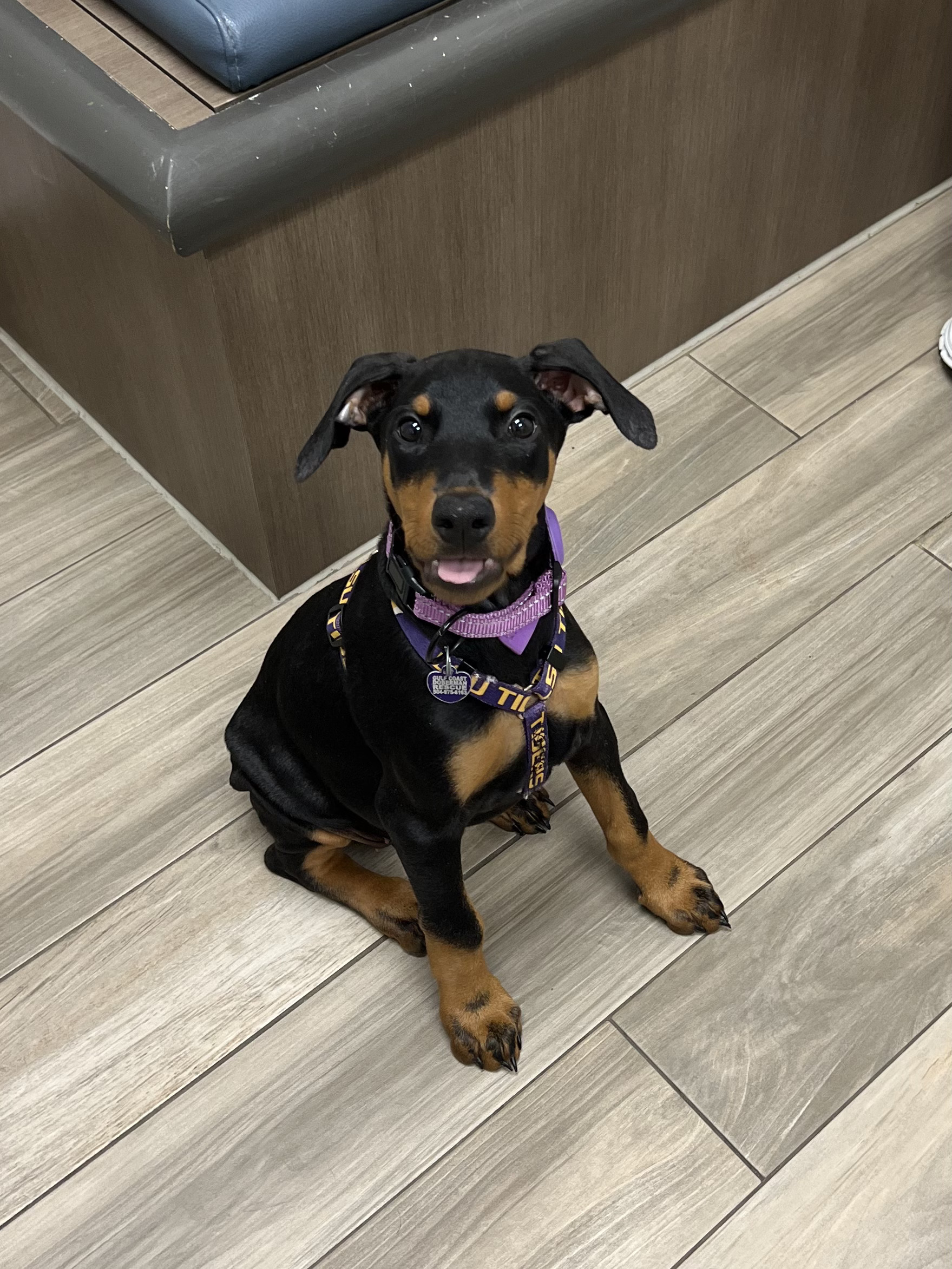 Carson Animal Hospital gallery photo 39