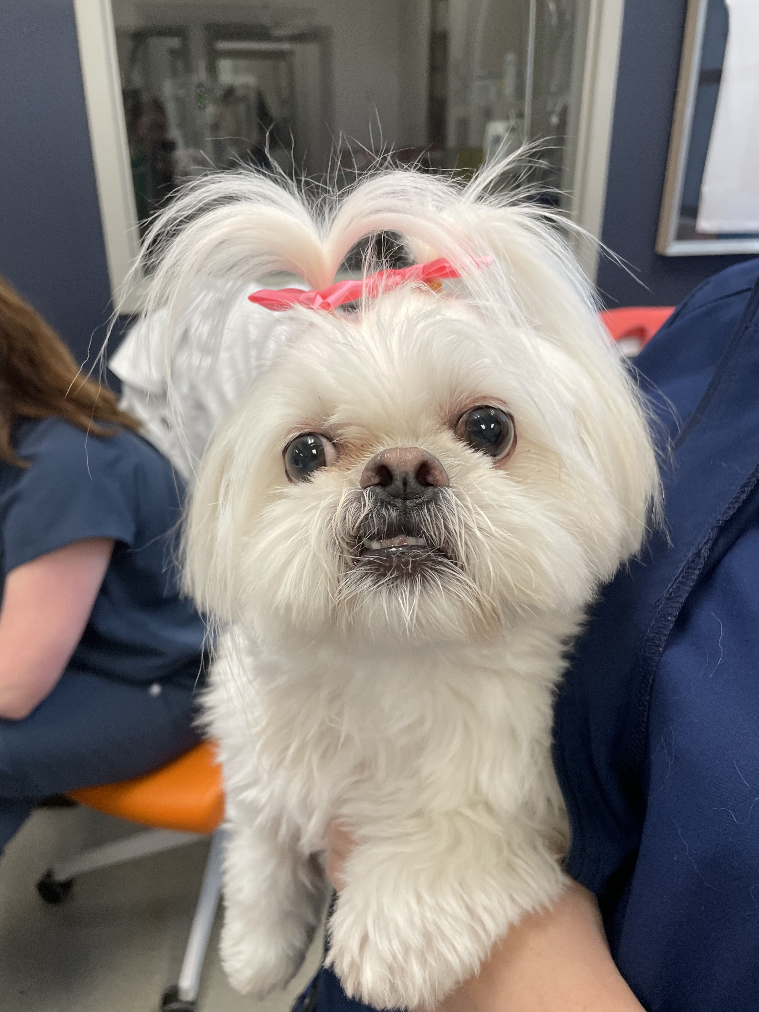 Carson Animal Hospital gallery photo 39